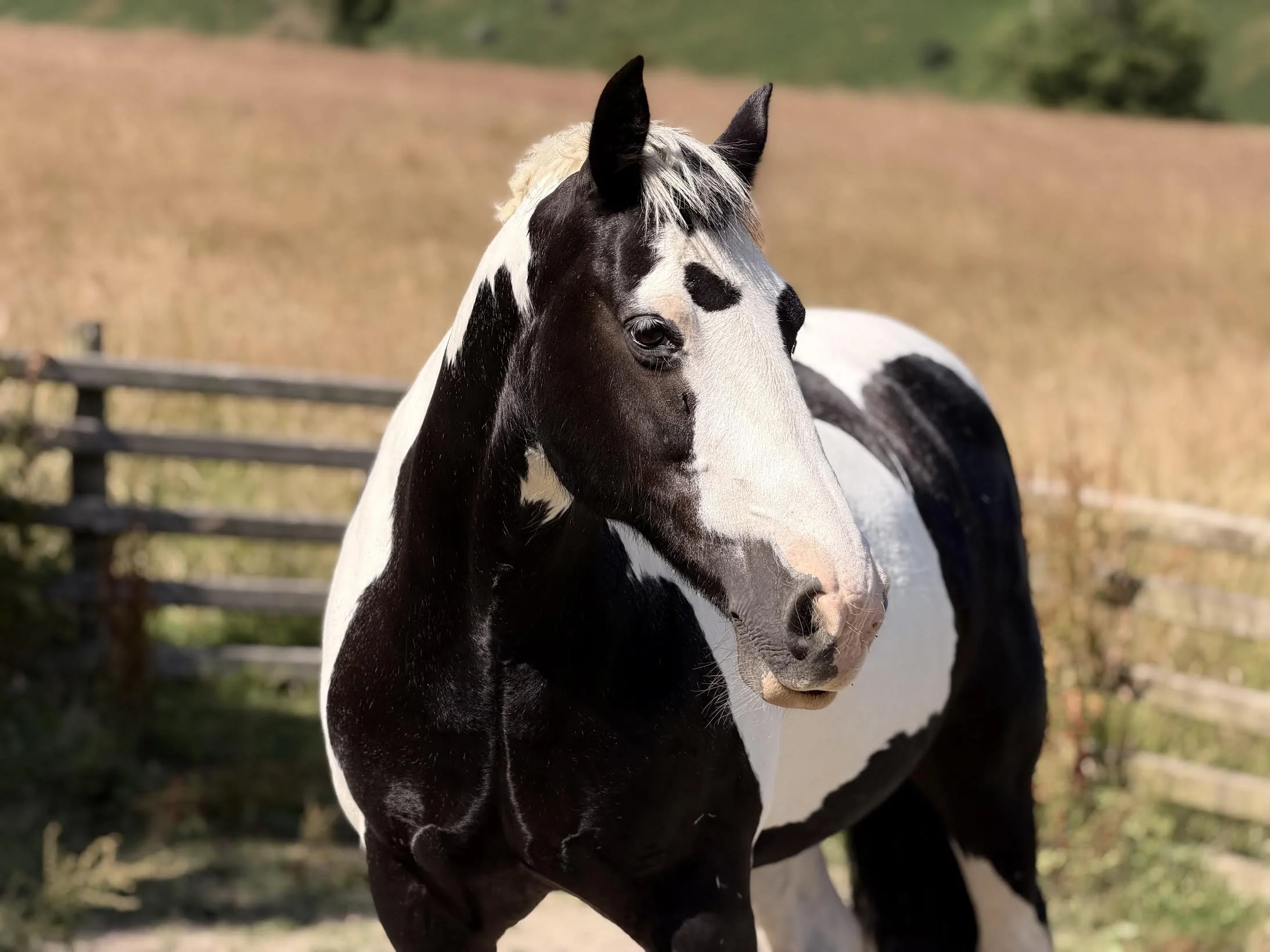 A piebald horse out in the field. 