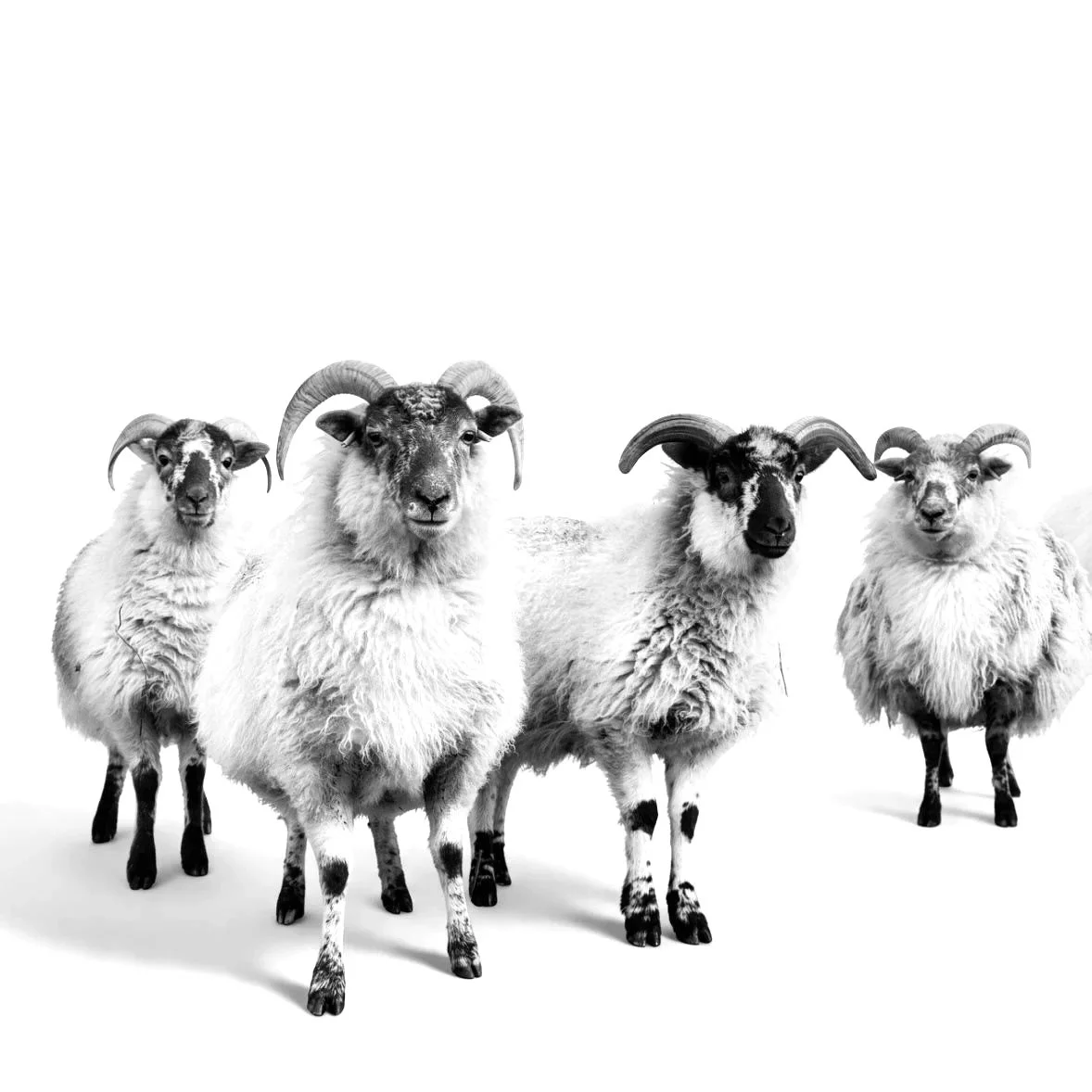 A photo of rare breed Boreray Sheep