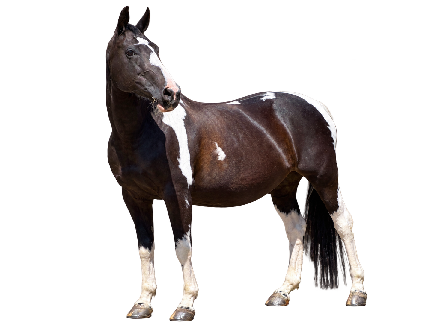 Horse - experienced horse and equine sitting in Warwickshire