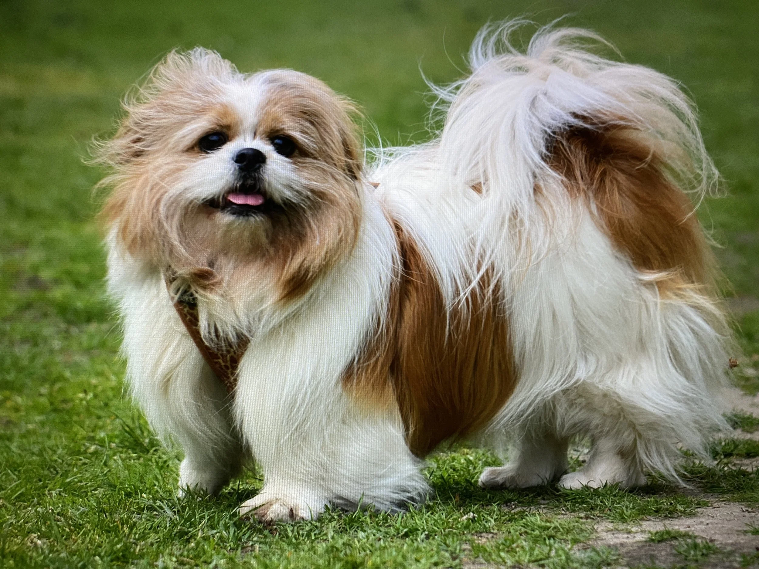 A stunningly beautiful Shih Tzu dog out walking, and looking very happy.
