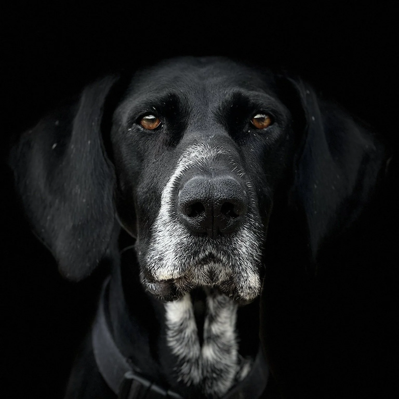 A photograph of a black pointer dog with, incredibly beautiful eyes, on a black background