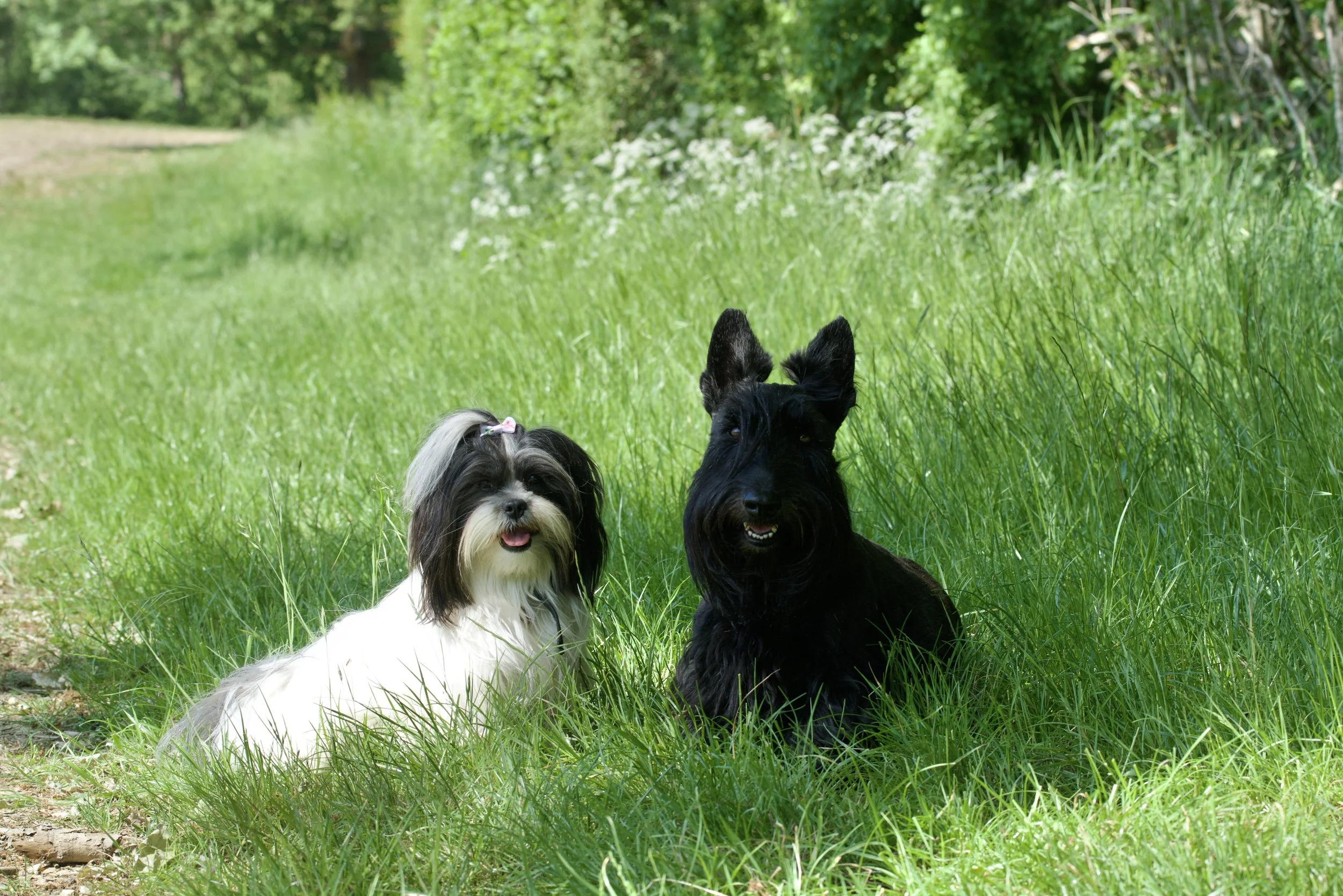 Shih Tzu and a Scottish Terrier dogs sitting next to each over on a grassy path. Out walking in fields.