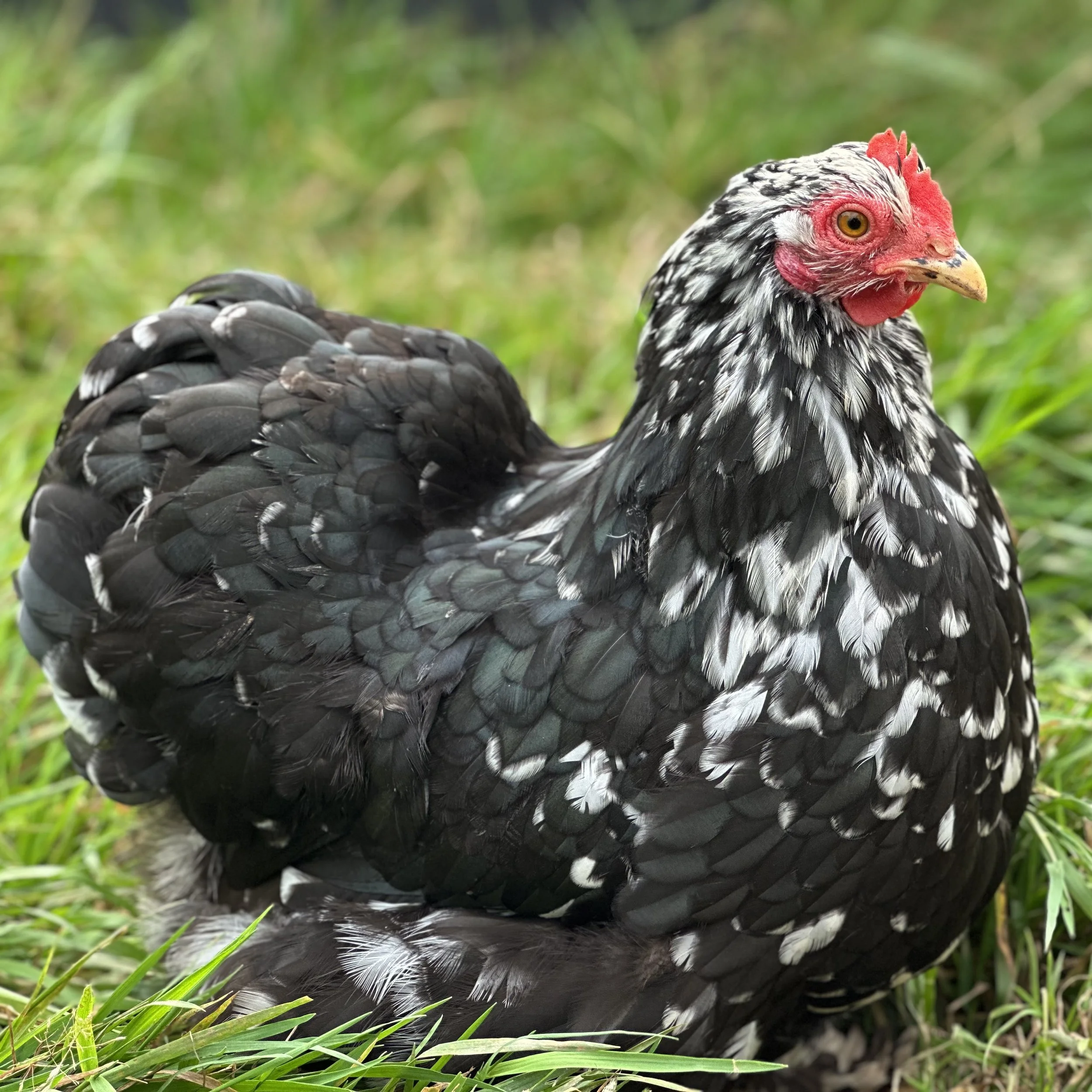 A stunning bantam  black and white coloured hen, free ranging .