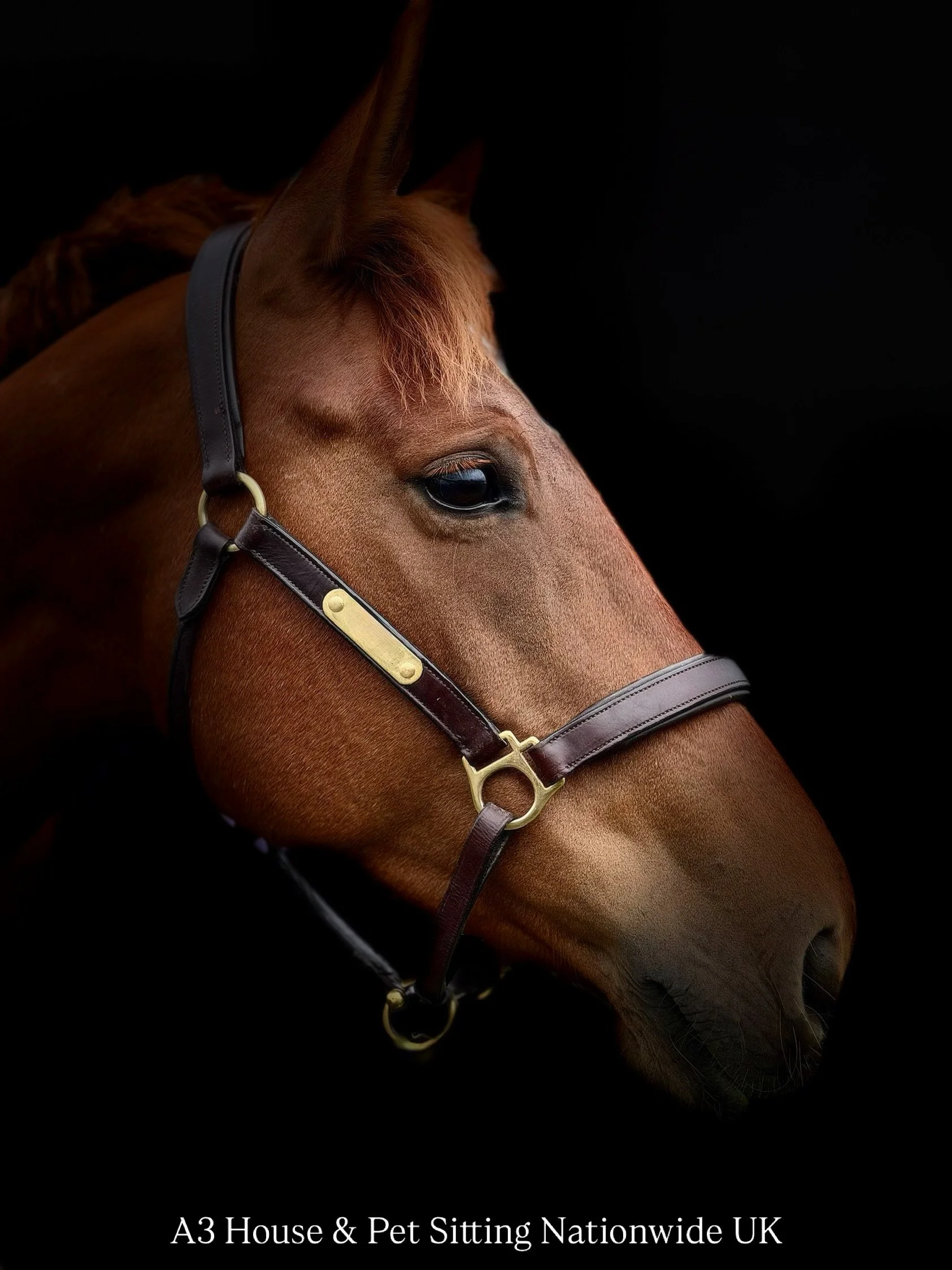 A stunning Chetsnut horse's head, which a beautiful leather head collar, on a black background