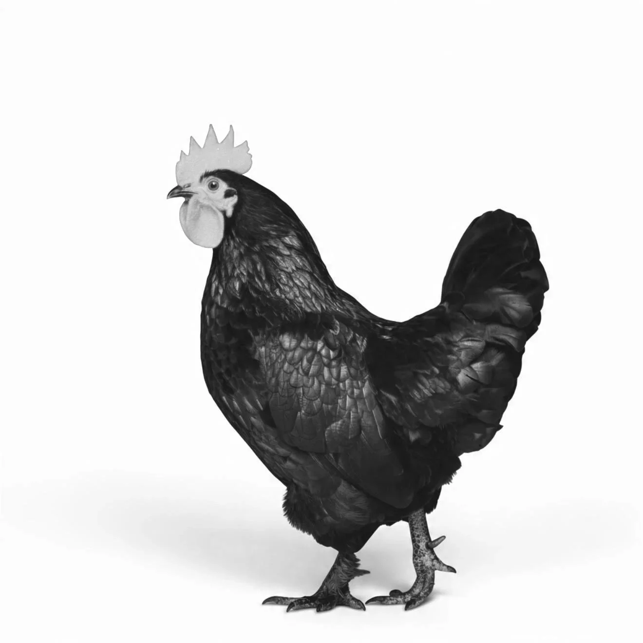 A photograph of a black cockerel