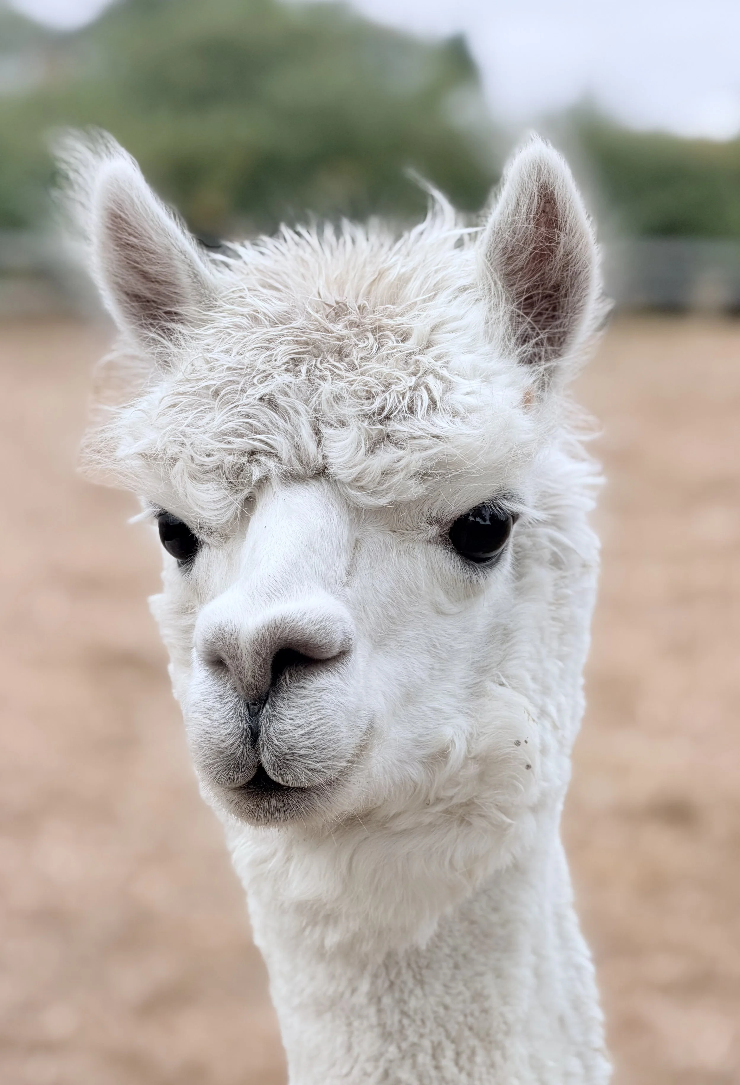 A beautiful headshot photograph of a white alpaca. Incredibly beautiful photo taken in the field