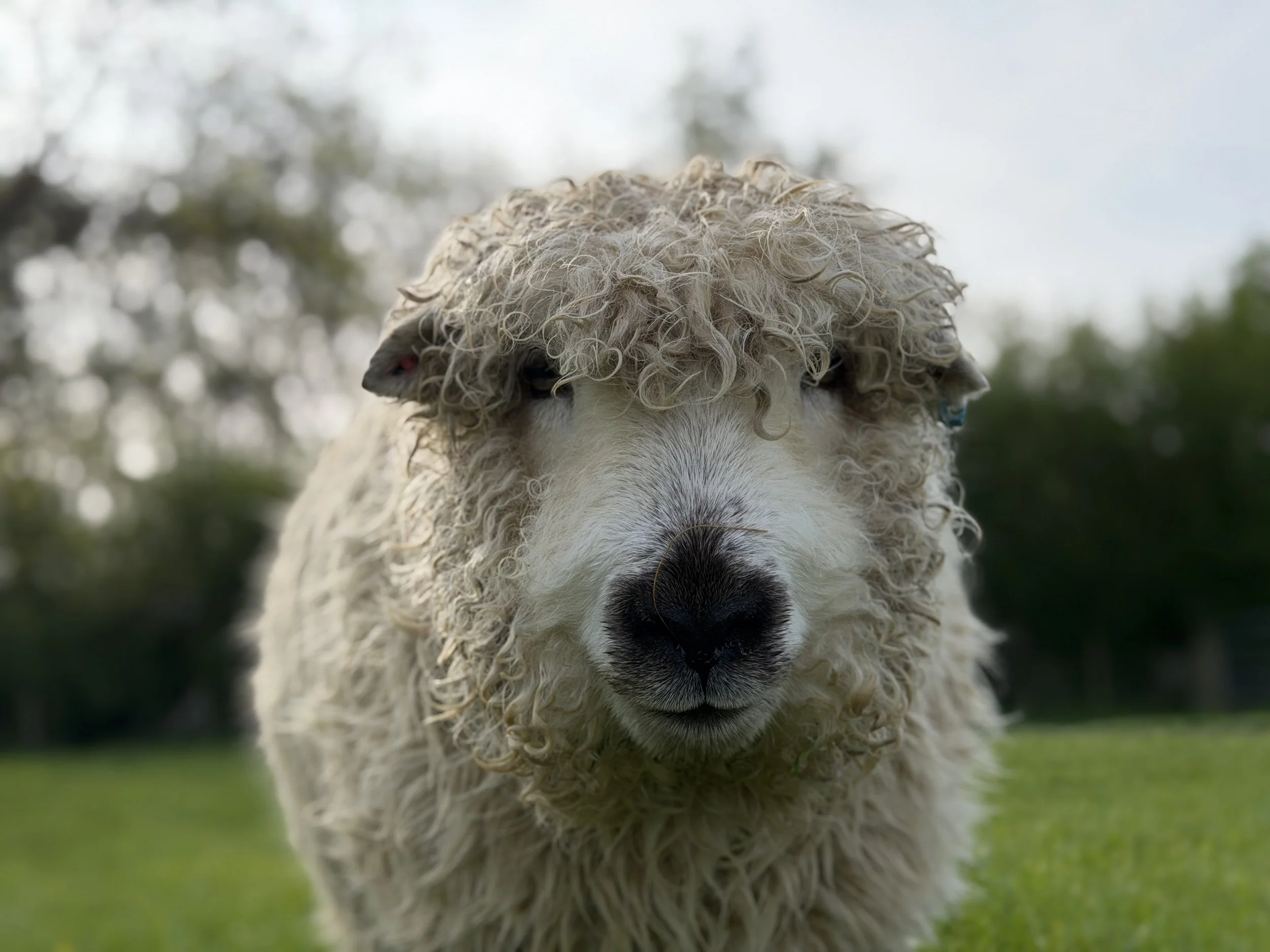 Headshot of a Greyface Dartmoor sheep, looking cute.