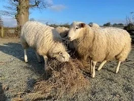 A flock of sheep eating hay in their field on a frosty winters' morning.