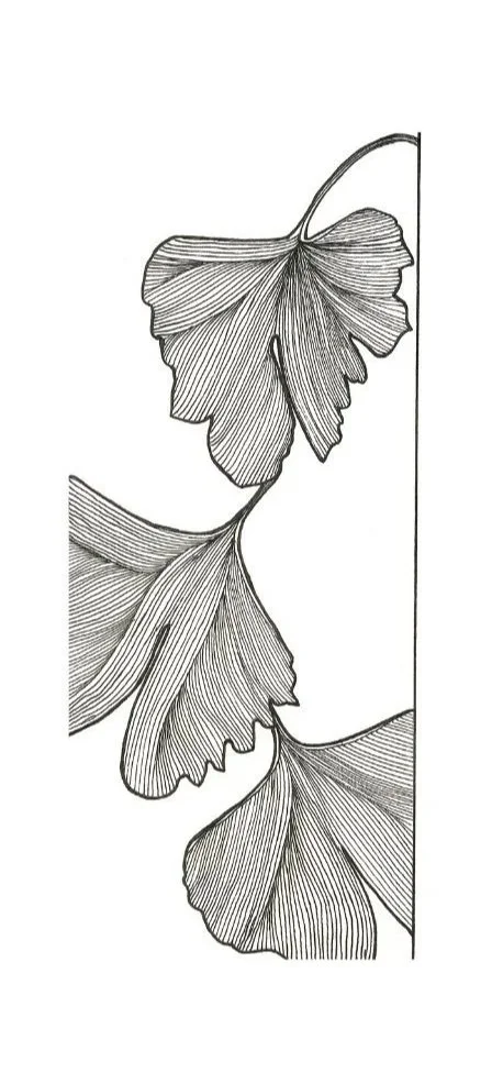 Line drawing of ginkgo leaves with detailed vein patterns on a vertical background.
