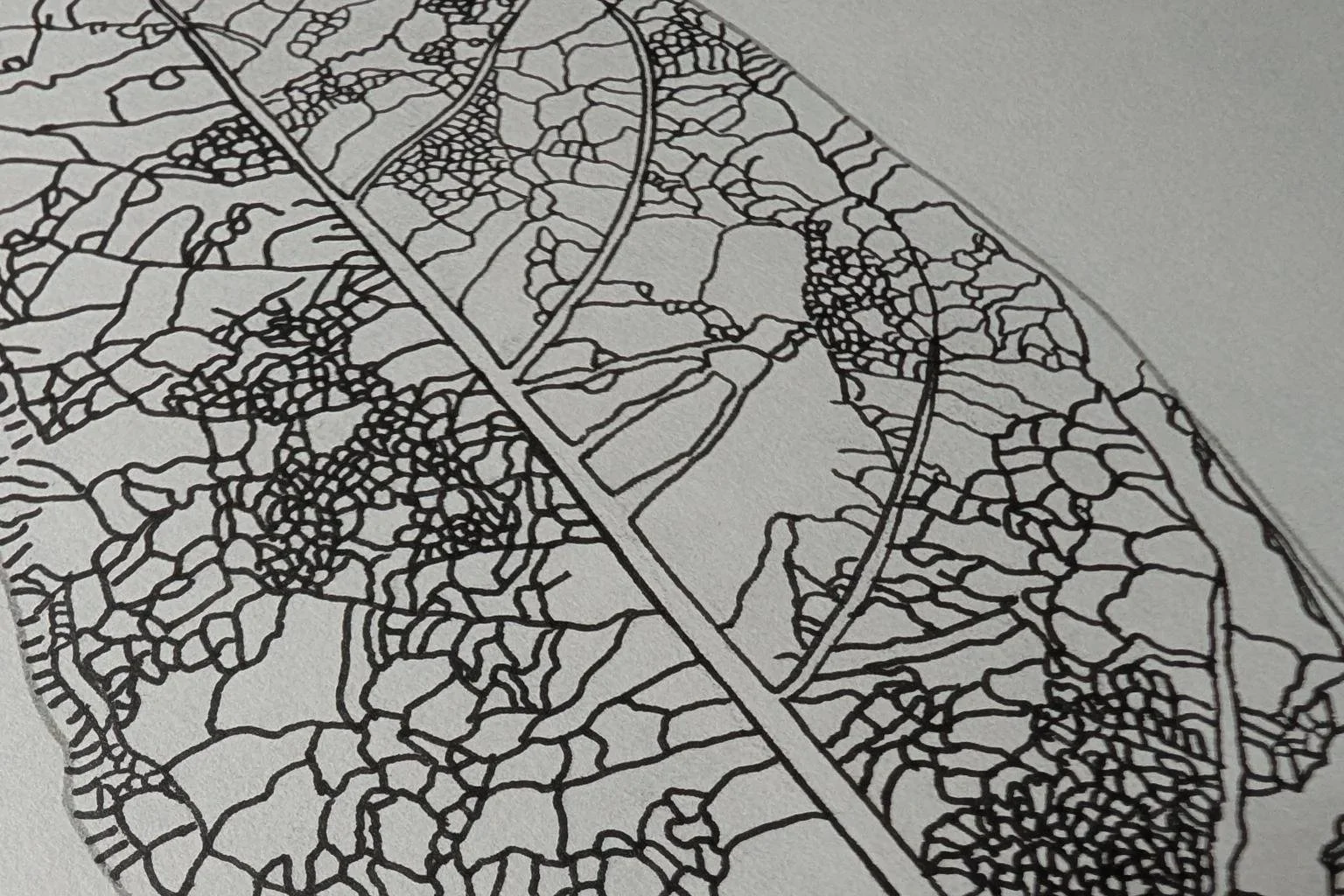 Black and white line drawing of a detailed leaf with intricate vein patterns.