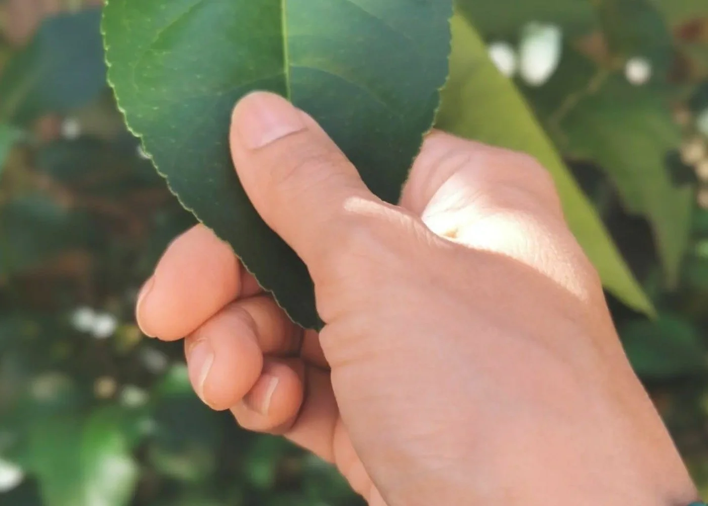 A hand pinching a green leaf on a plant in natural sunlight.
