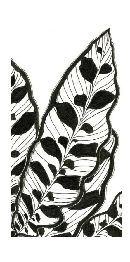 Black and white illustration of large tropical leaves with bold patterns and outlines.