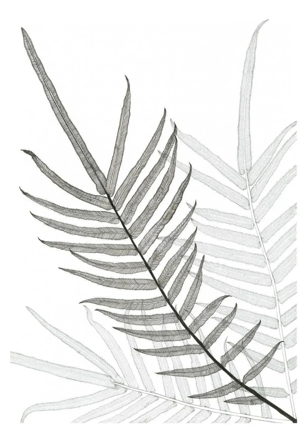 3Ferns1.jpg