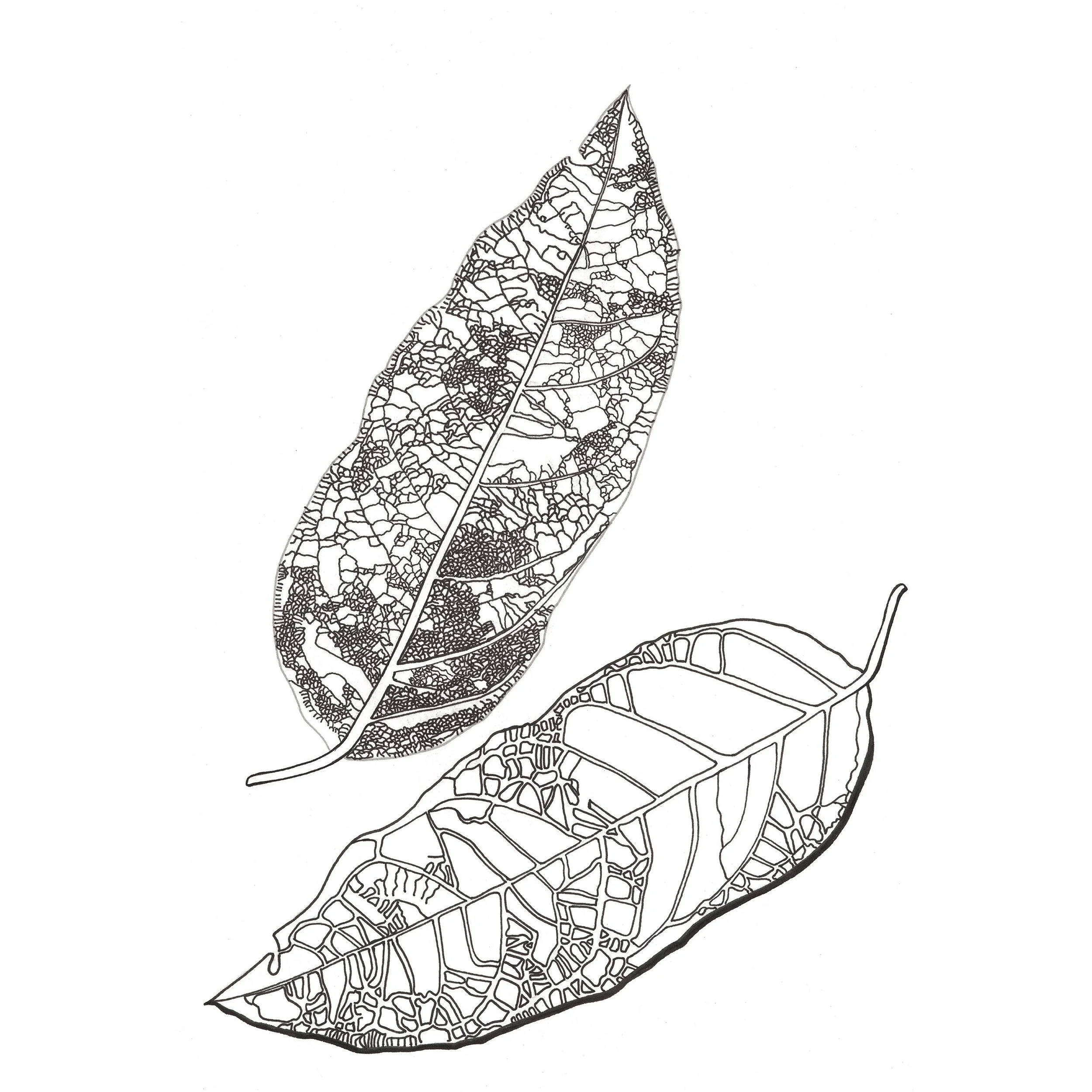 Glenda-Carranza_006_Leaves-4_2500px SquareEdited.jpg