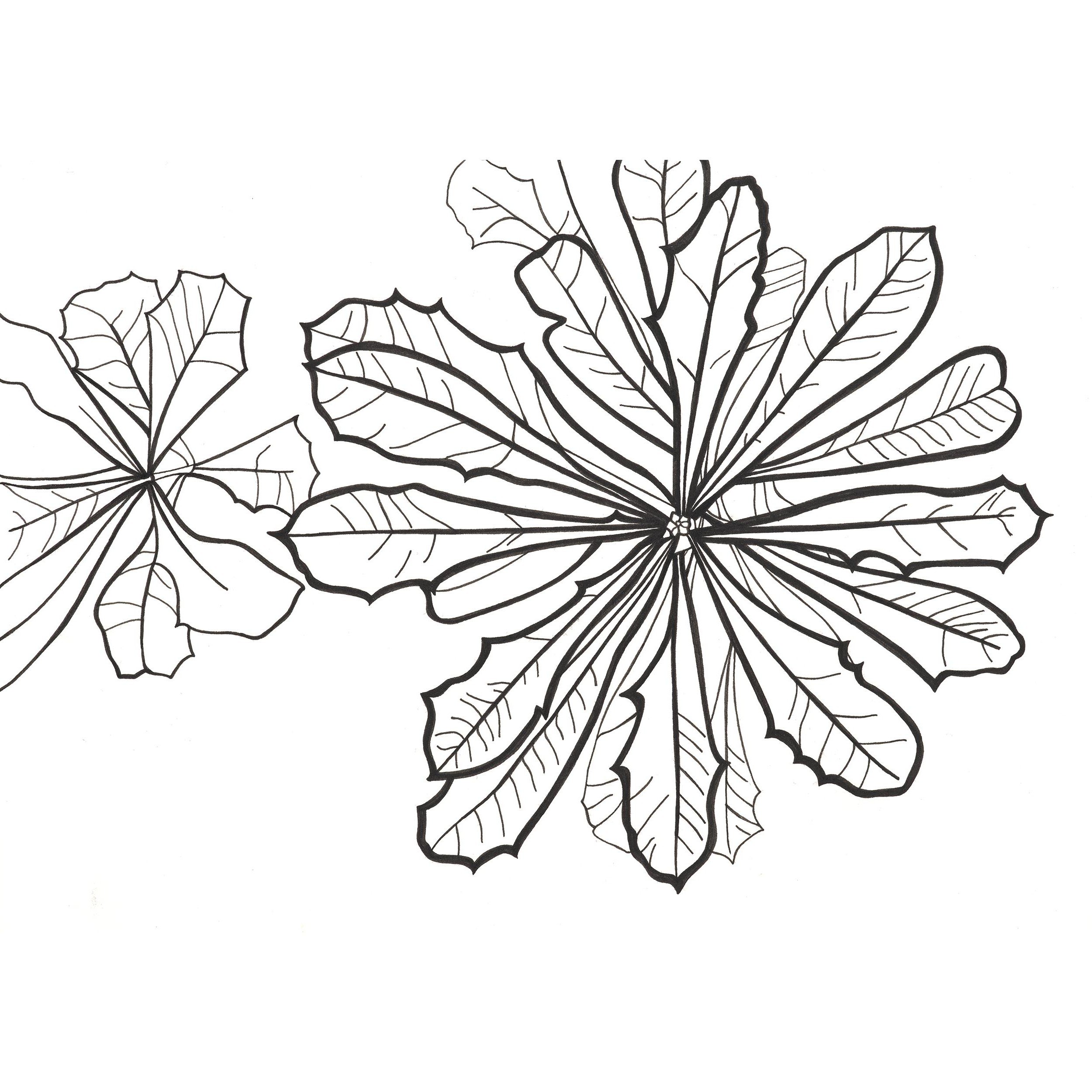 Glenda-Carranza_003_Leaves-1_2500px SquareEdited.jpg