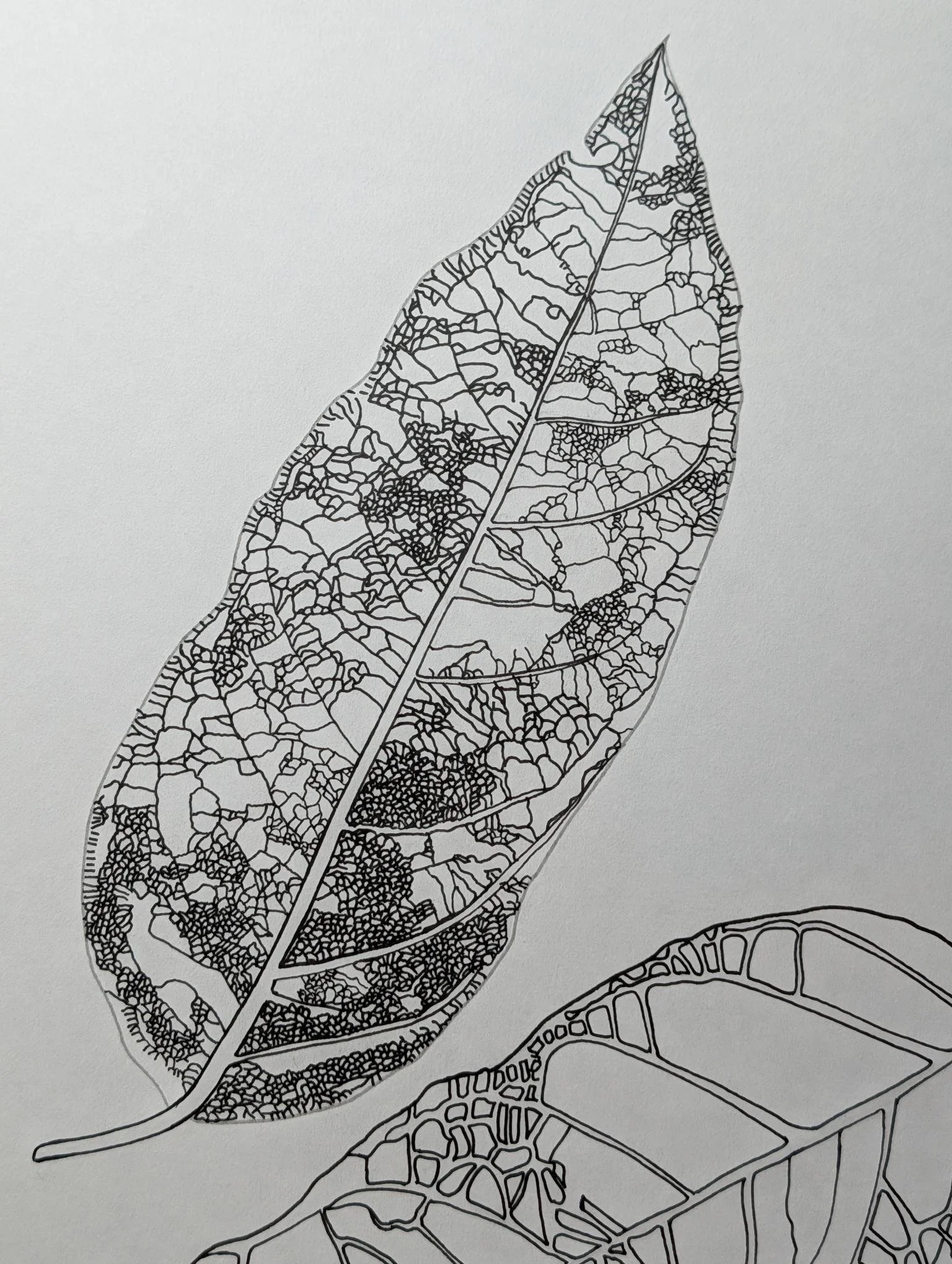 Line drawing of a leaf with detailed vein structure.