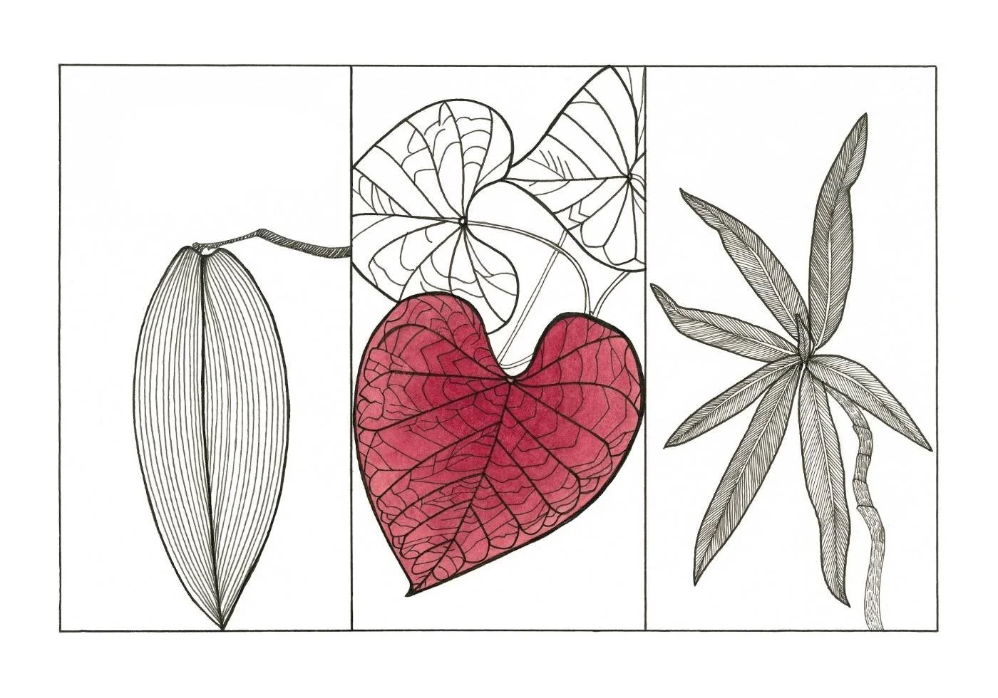A black and white illustration of different leaves, with one leaf colored in red.