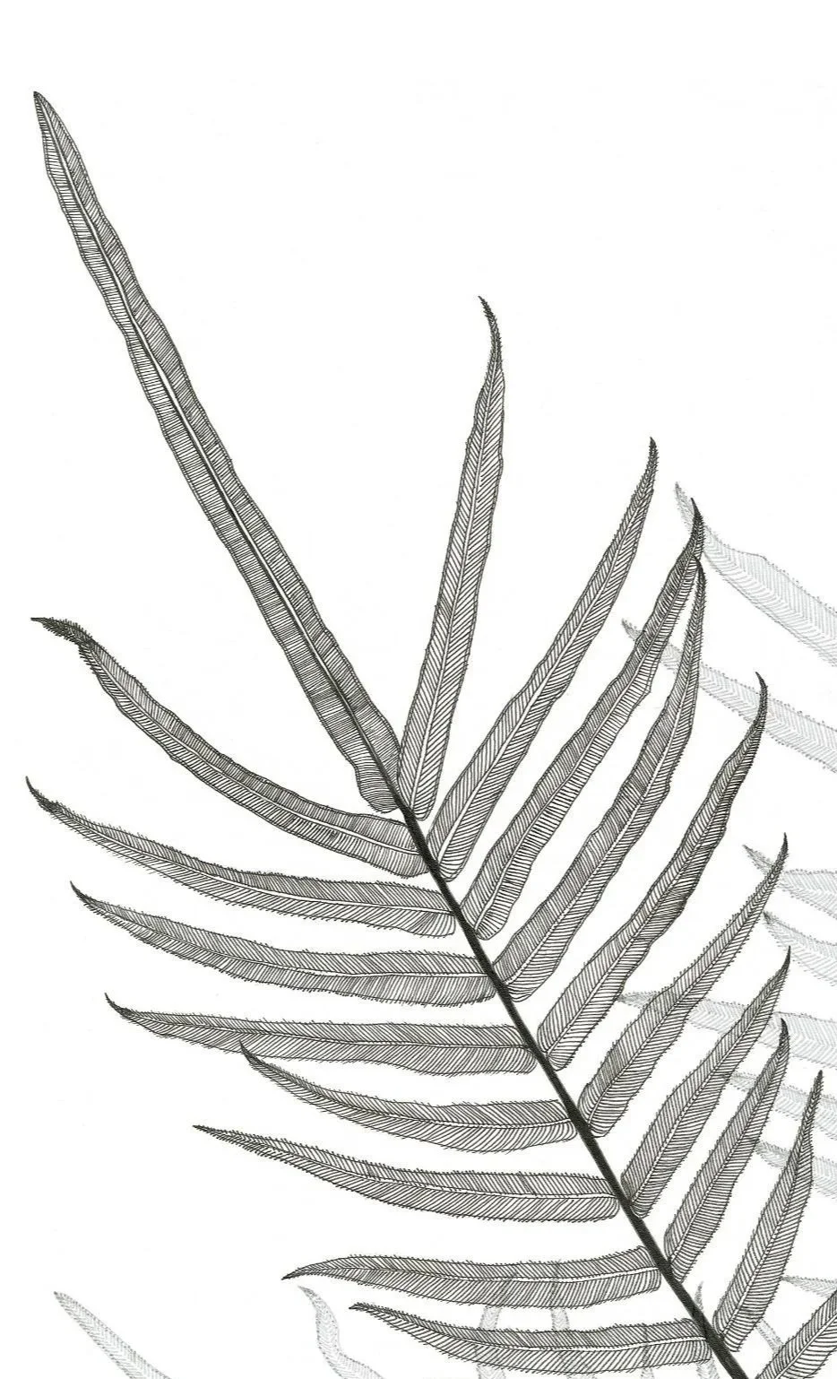 3ferns.jpg