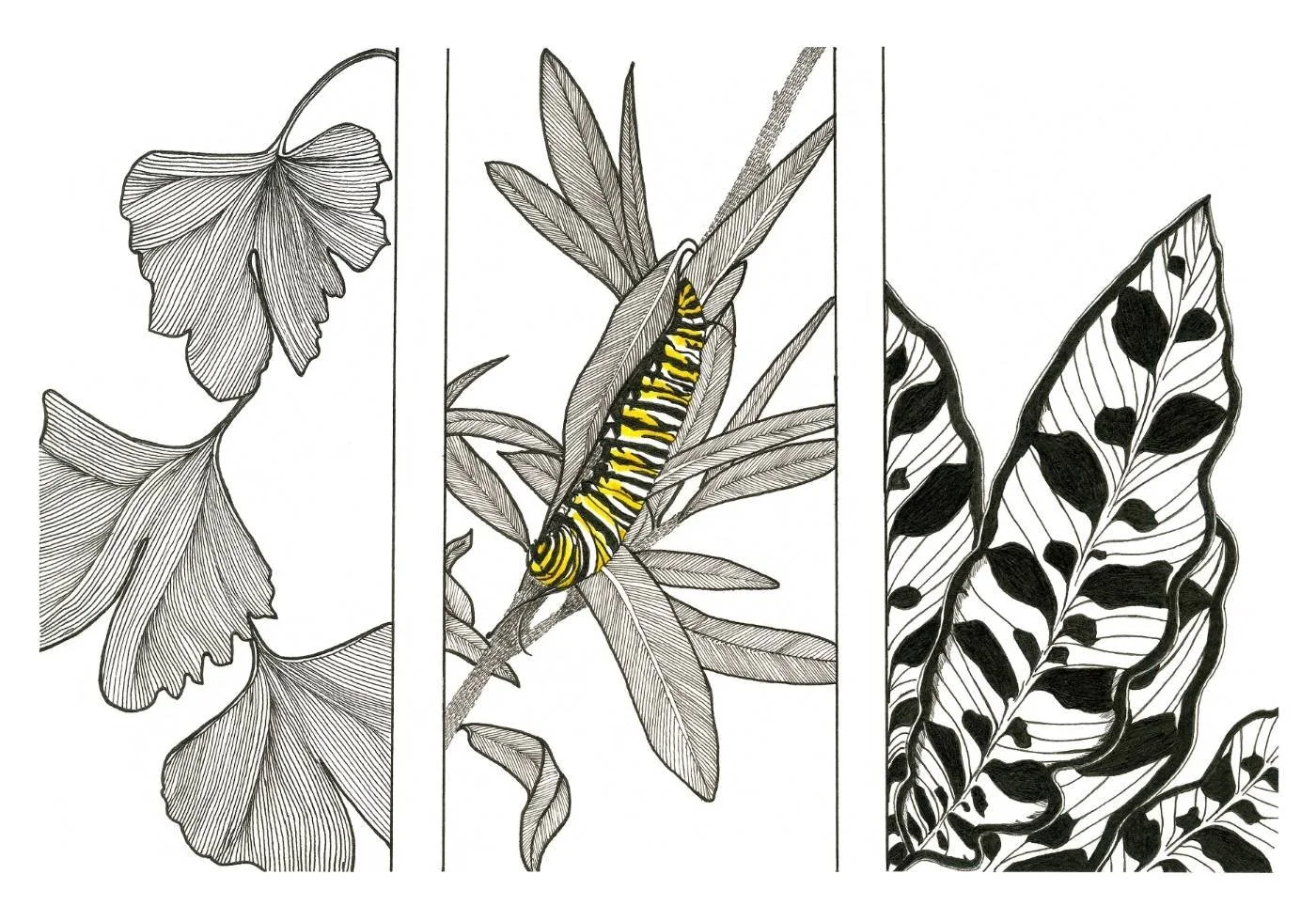 Caterpillar1.jpg