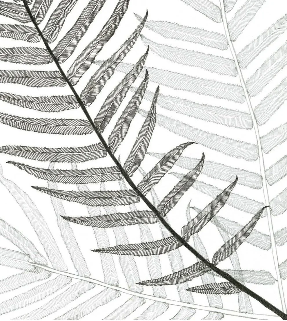 3ferns.jpg