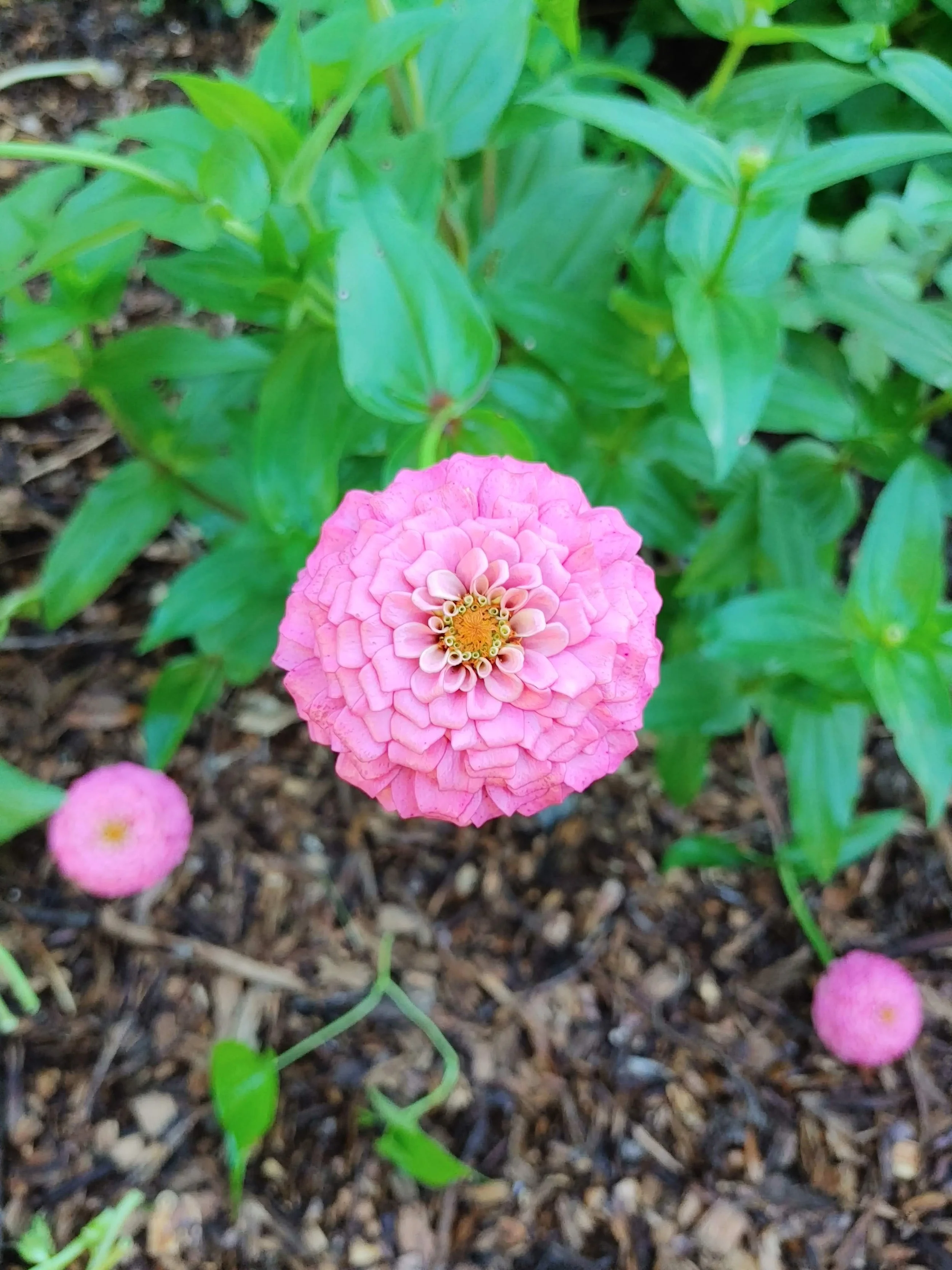 The Summer Saturated Subscription