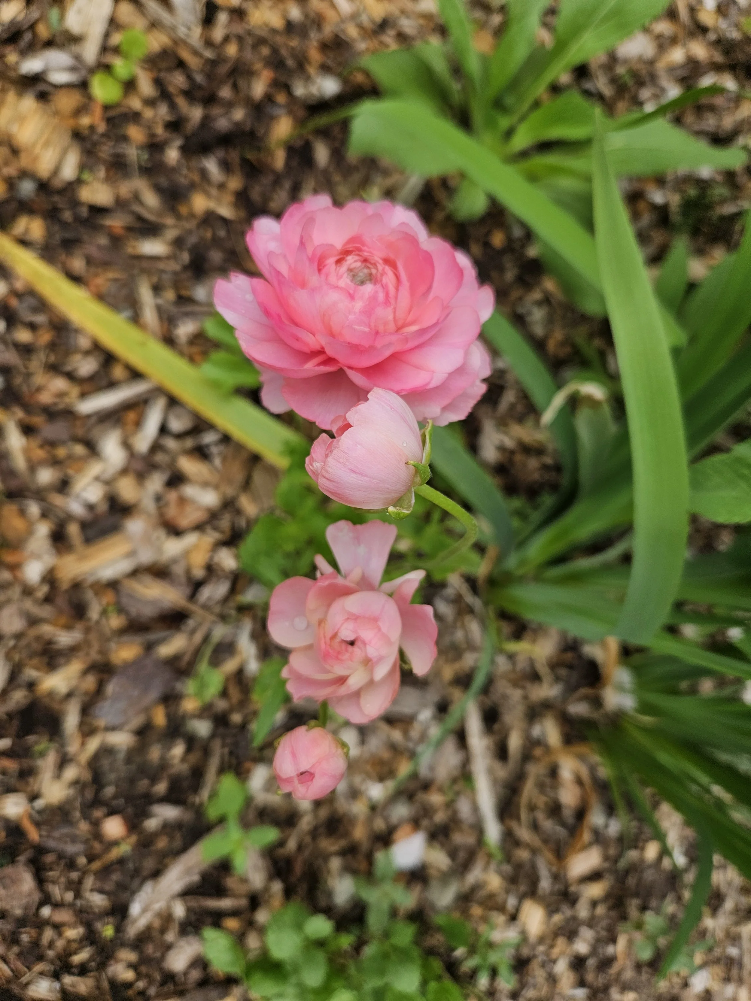 The Spring Awakening Subscription