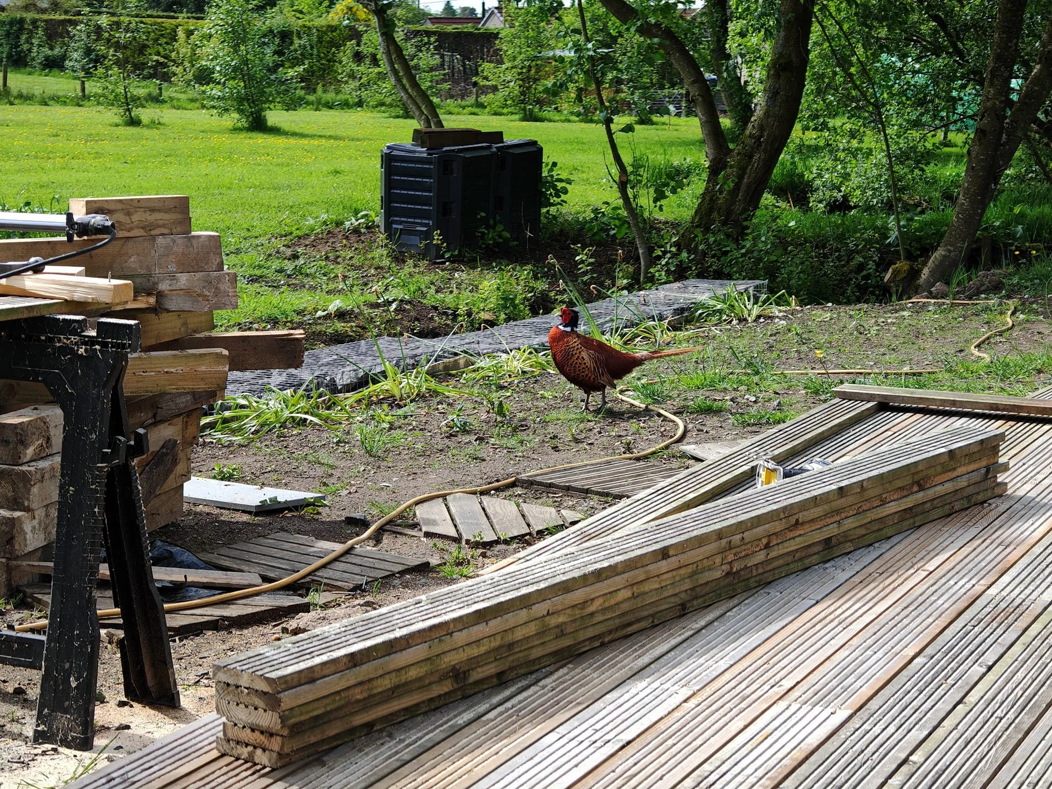 A backyard with lush green grass, trees, and a mix of construction materials such as stacked wood, metal grates, and a black plastic crate, with a peacock walking on the ground and a garden hose nearby.