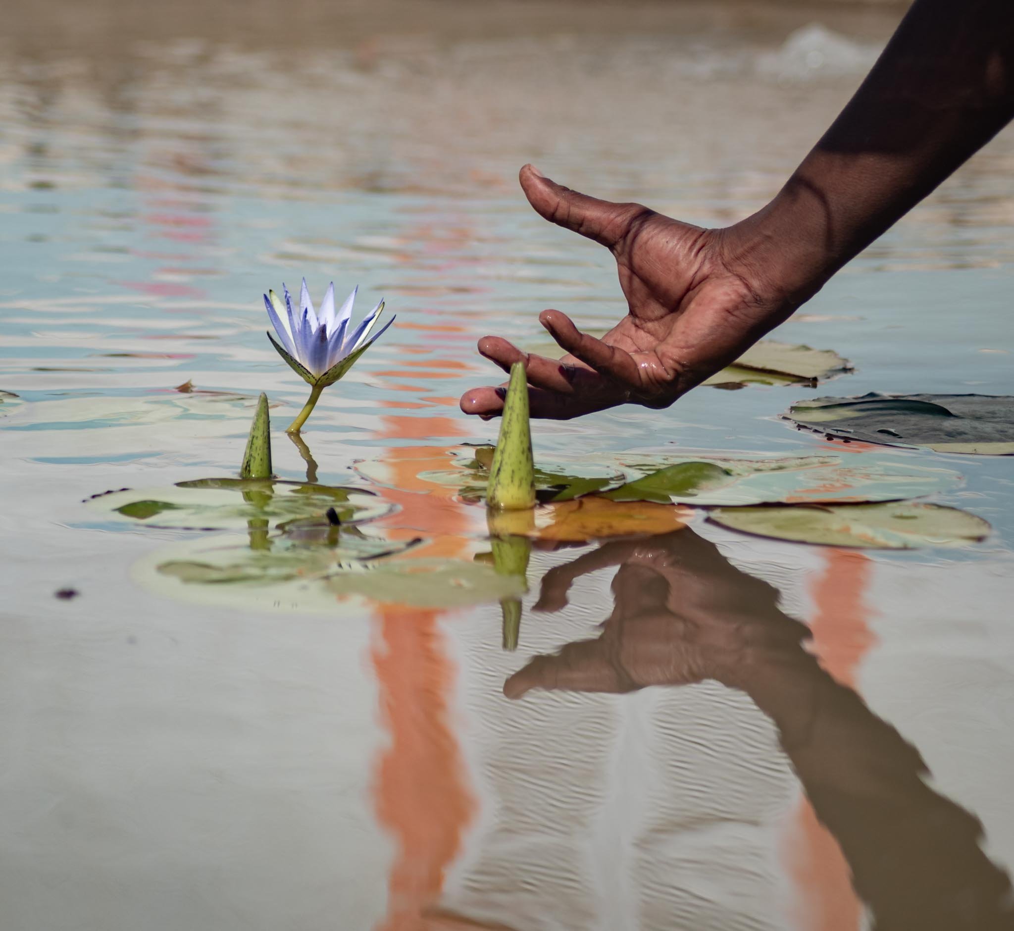 Blue Lotus Noubian Retreat