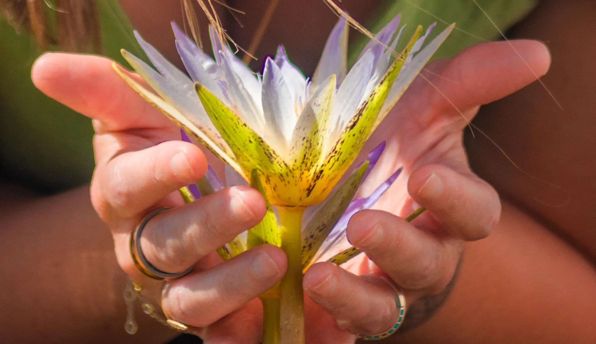 Person holding a colourful blue lotus flower in Aswan