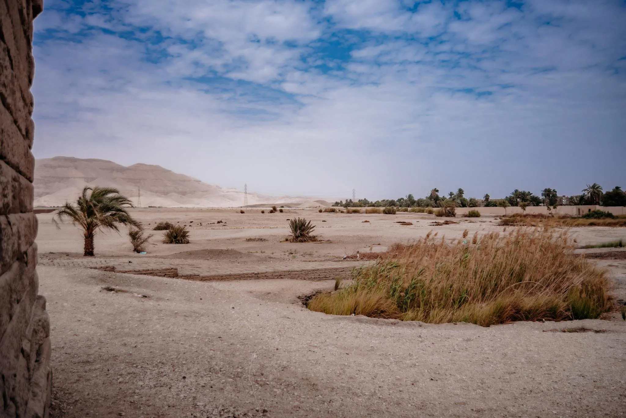 View of a desert landscape with scattered palm trees, in Luxor .
