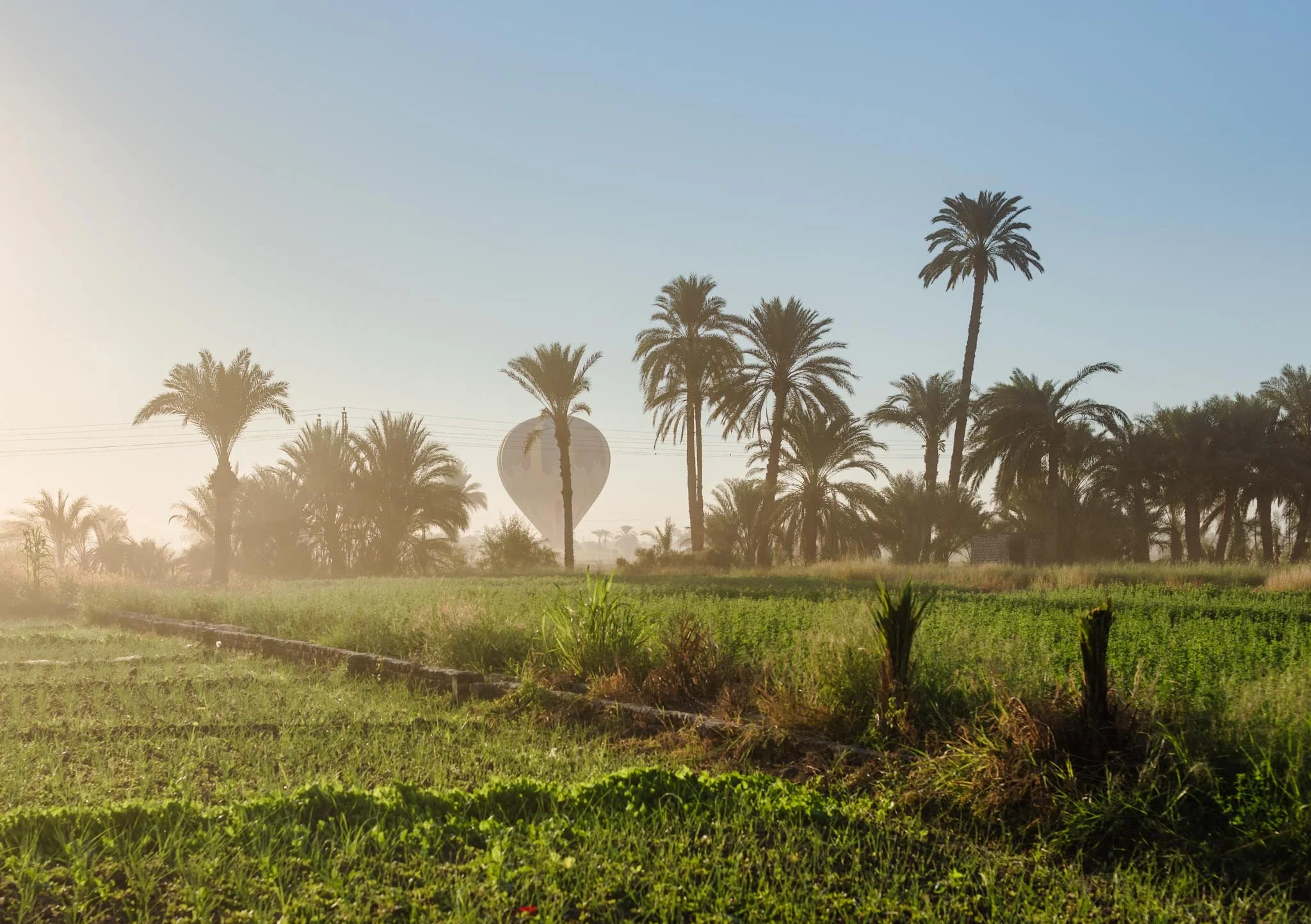 A landscape featuring a field with green grass, tall palm trees, and a clear blue sky during the daytime in the lush countryside of Luxor