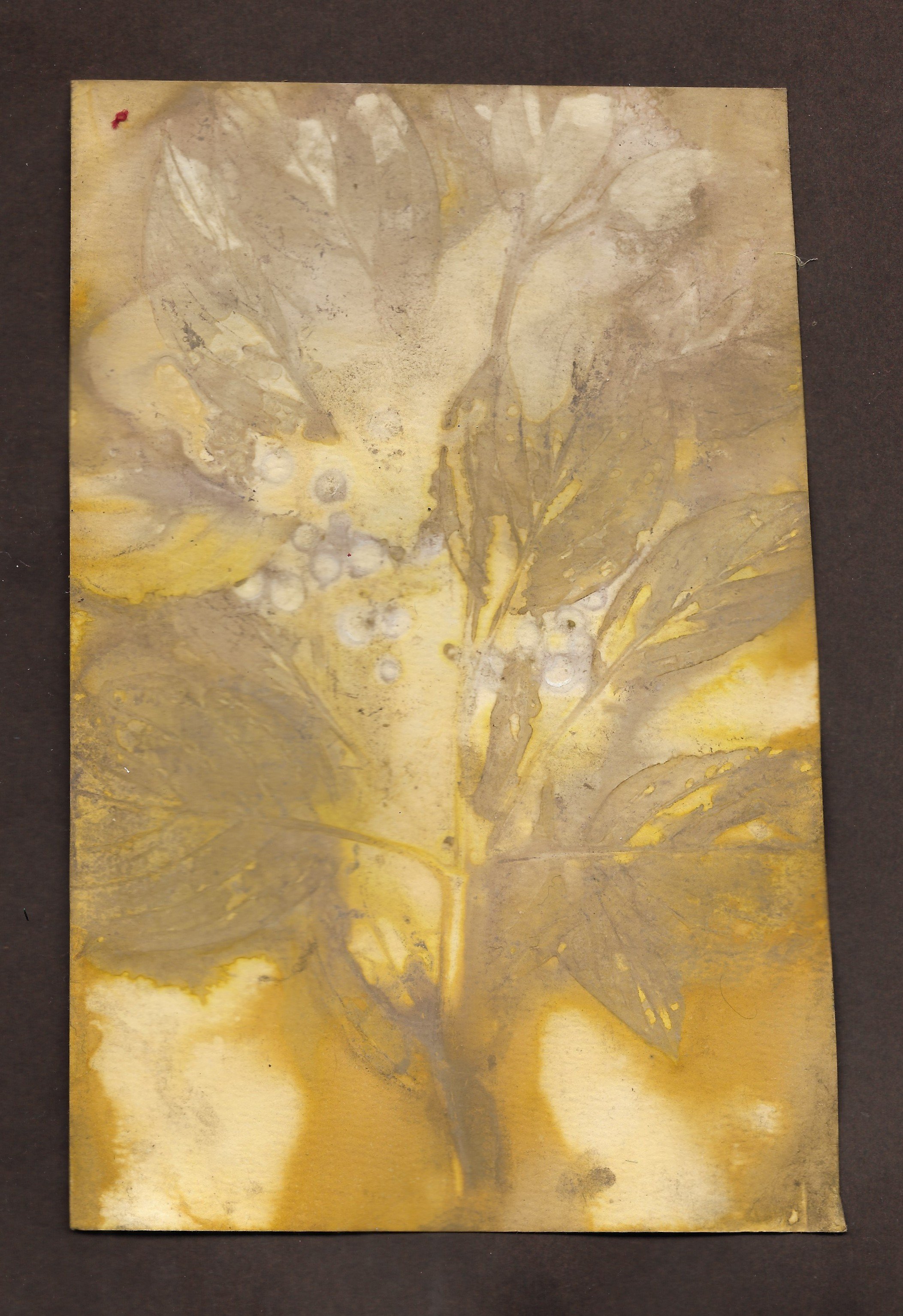 Dogwood Eco Print