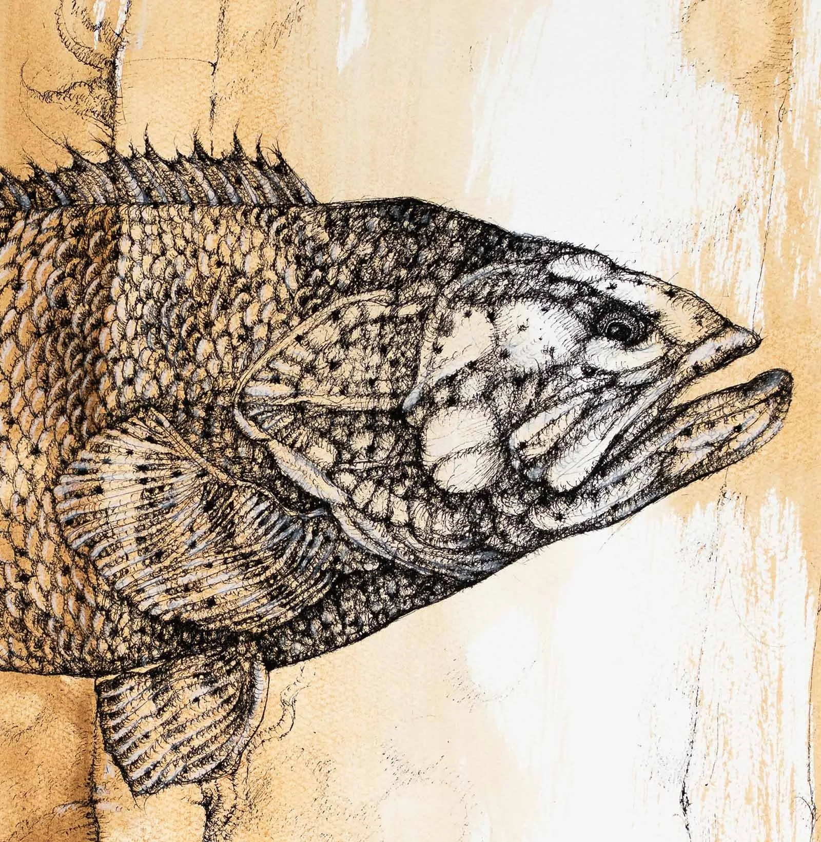 Letters from the Past — Goliath Grouper. Ink on paper, 61x46cm, 2022. Available..