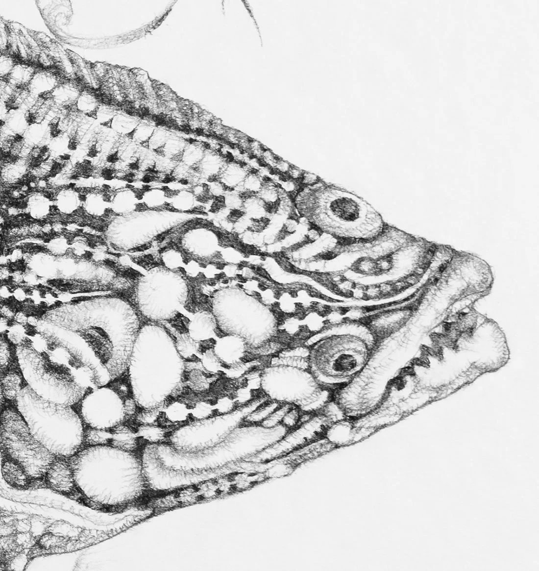 Halibut and Gecko. Graphite on paper, 36x48cm, 2022. Available.