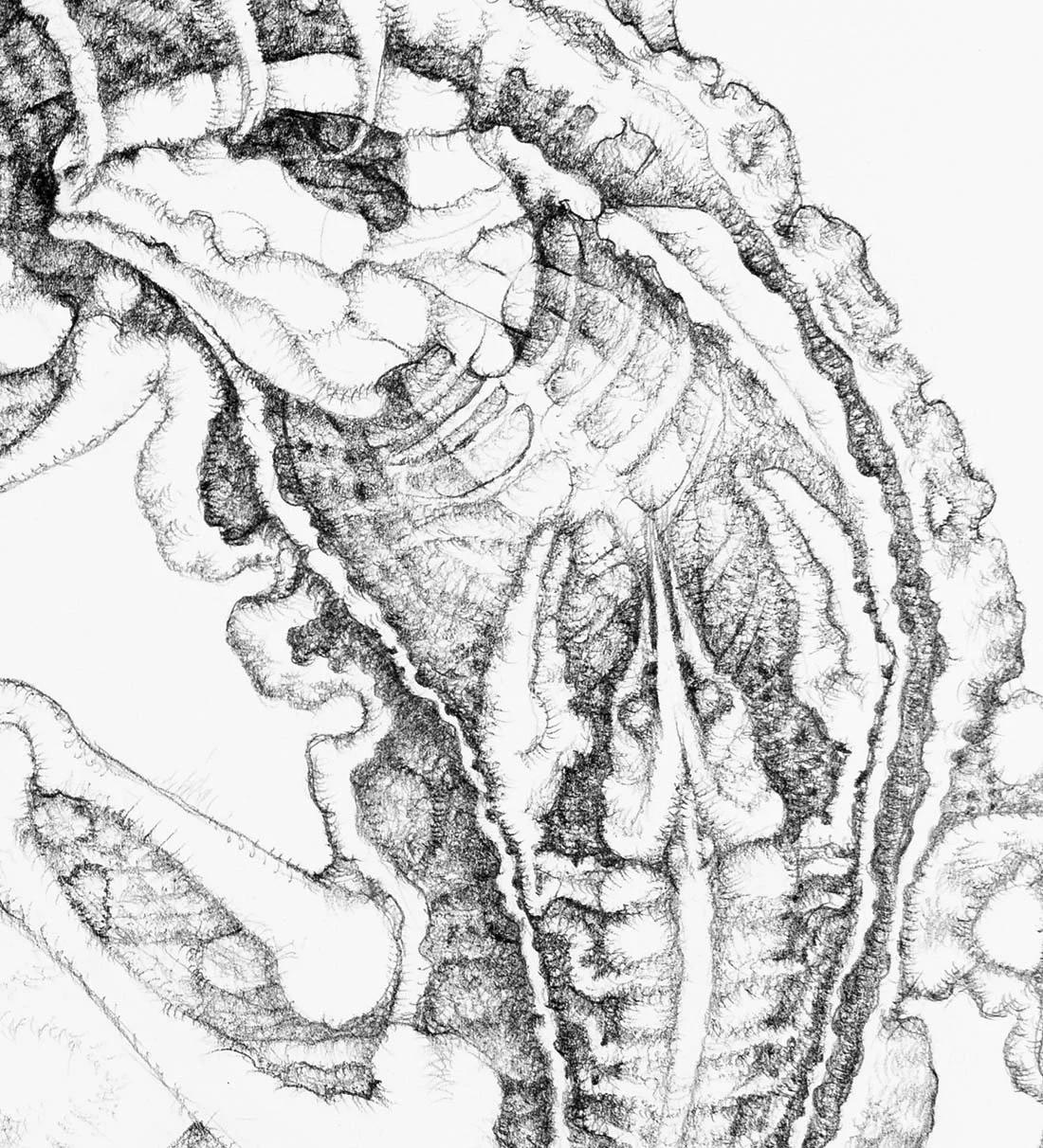 Cold Blooded.  Graphite on paper, 27x36cm, 2020. Available.