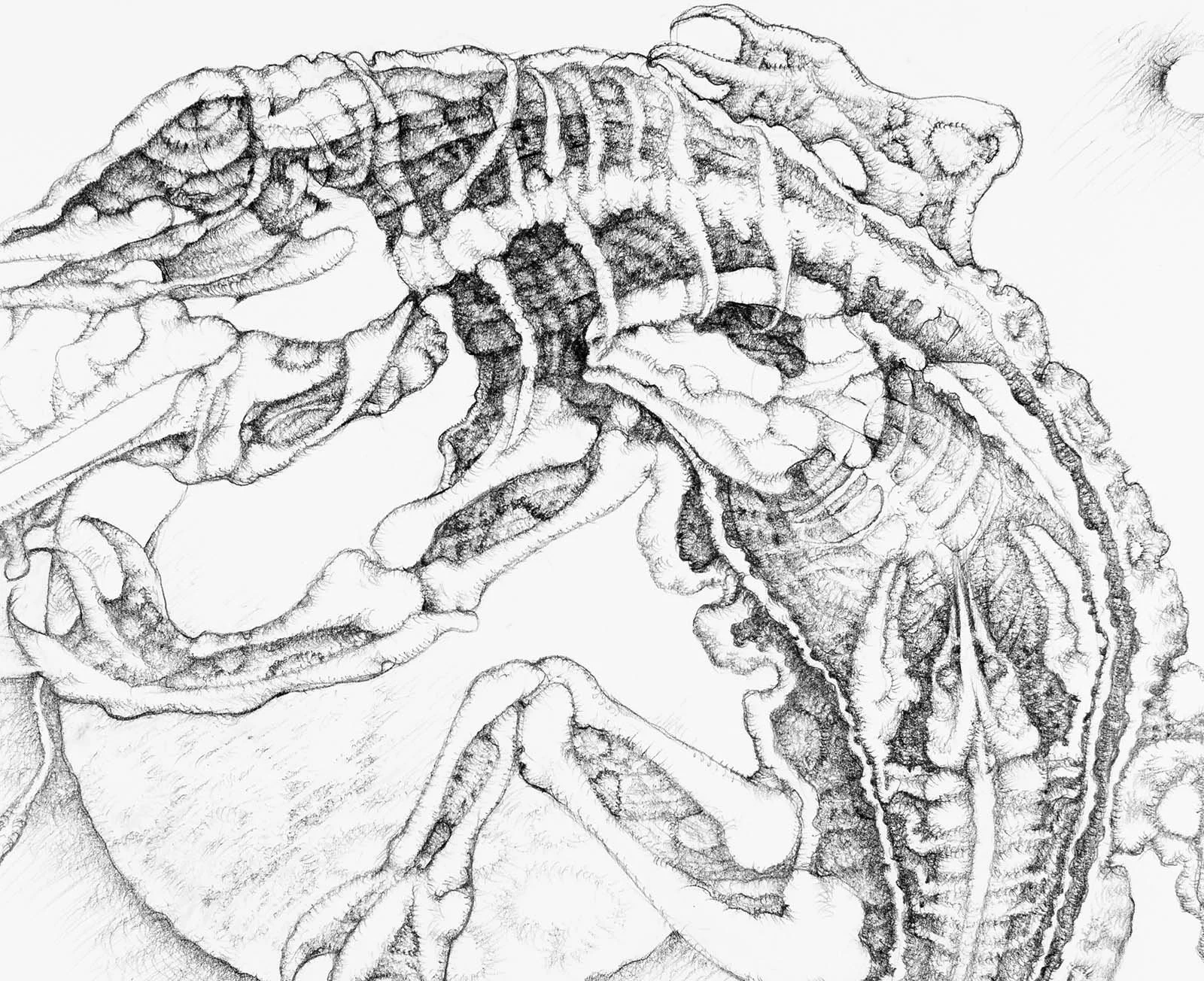 Cold Blooded.  Graphite on paper, 27x36cm, 2020. Available.