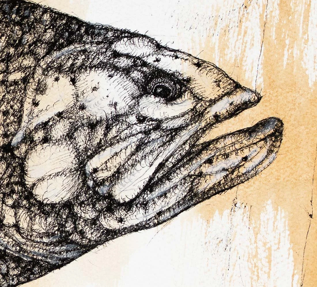Letters from the Past — Goliath Grouper. Ink on paper, 61x46cm, 2022. Available.