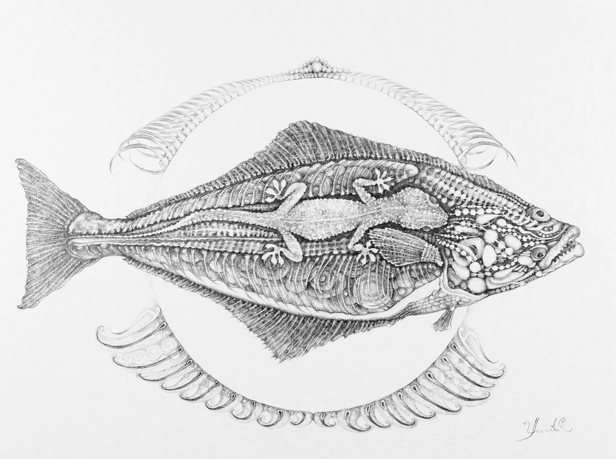 Halibut and Gecko