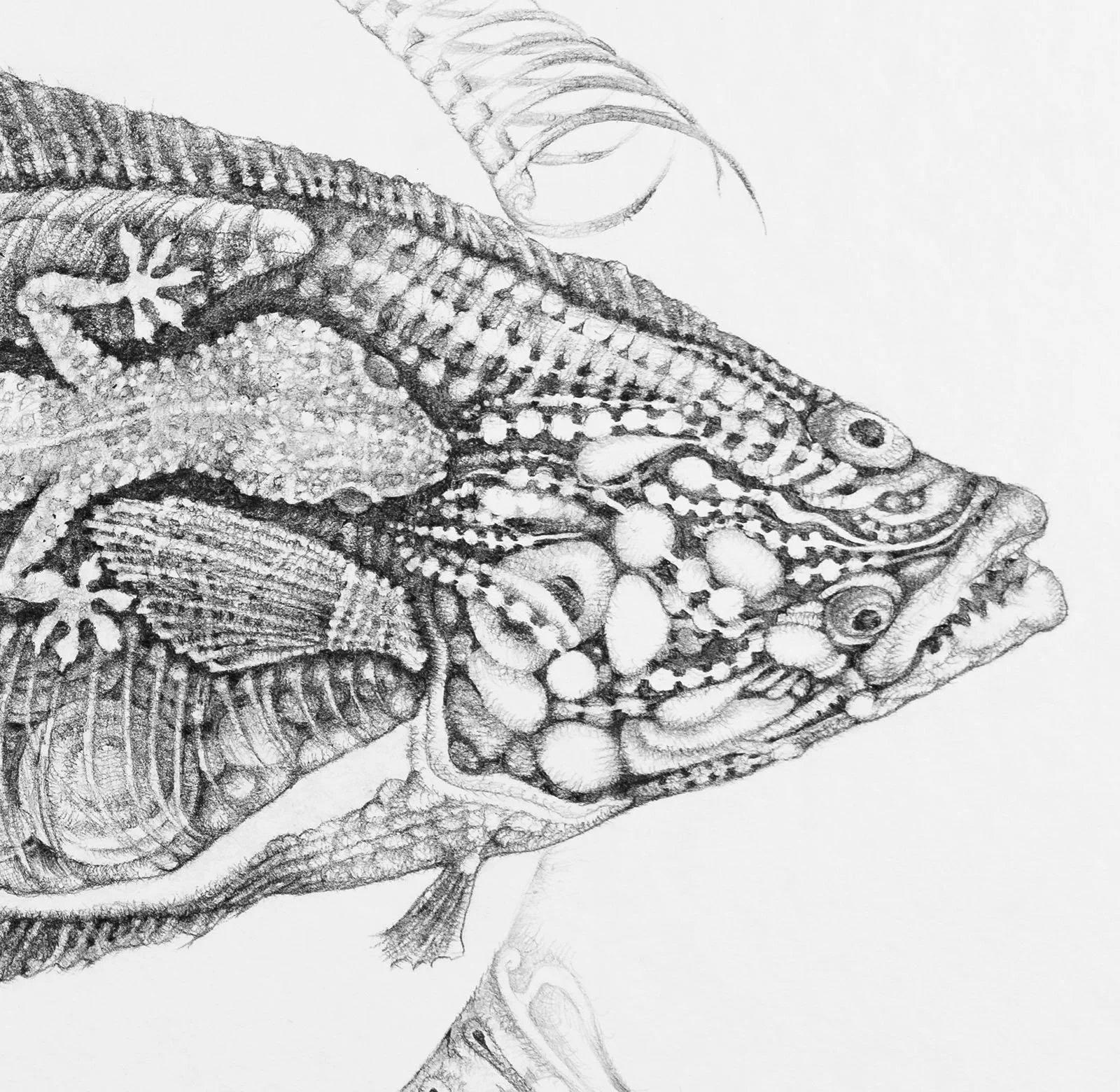Halibut and Gecko. Graphite on paper, 36x48cm, 2022. Available.