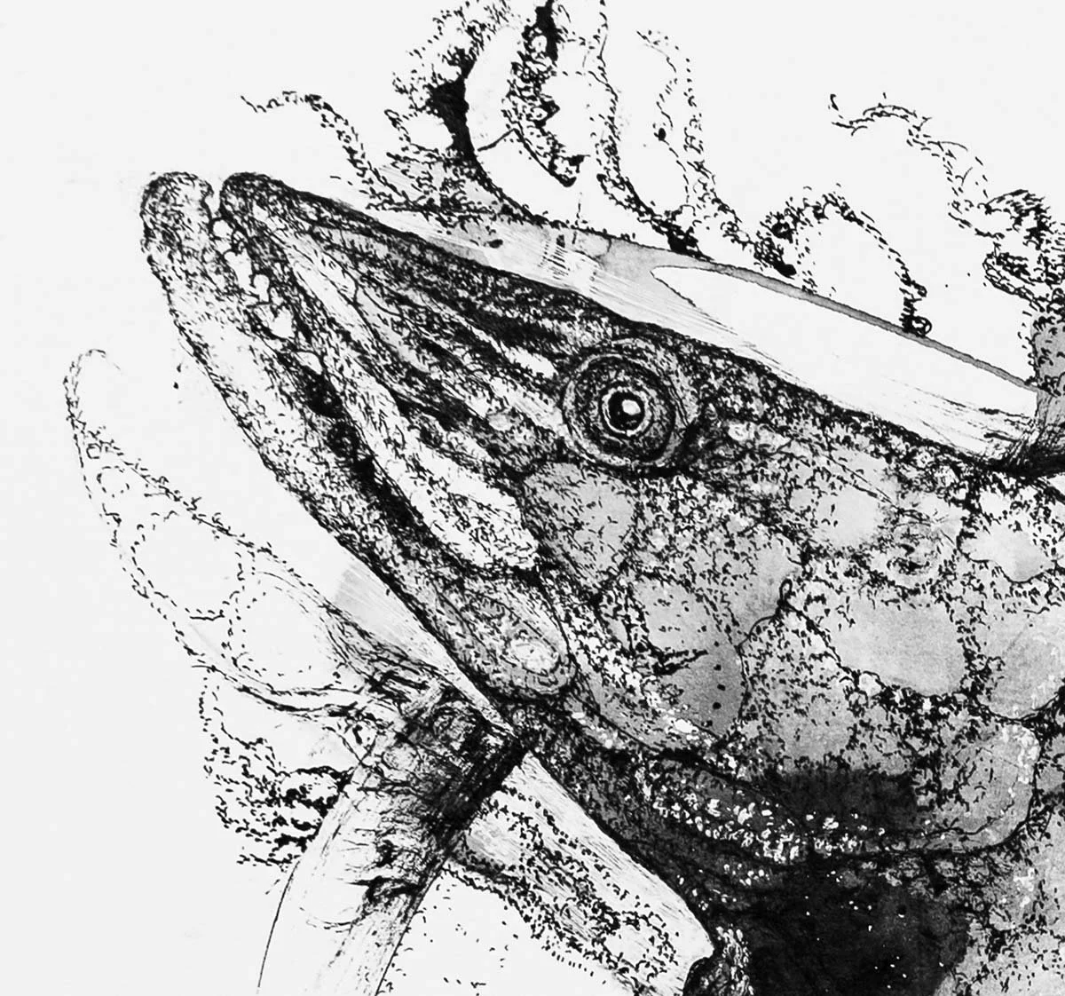 Pike Times.  Ink on paper, 36x28cm, 2022. Available.