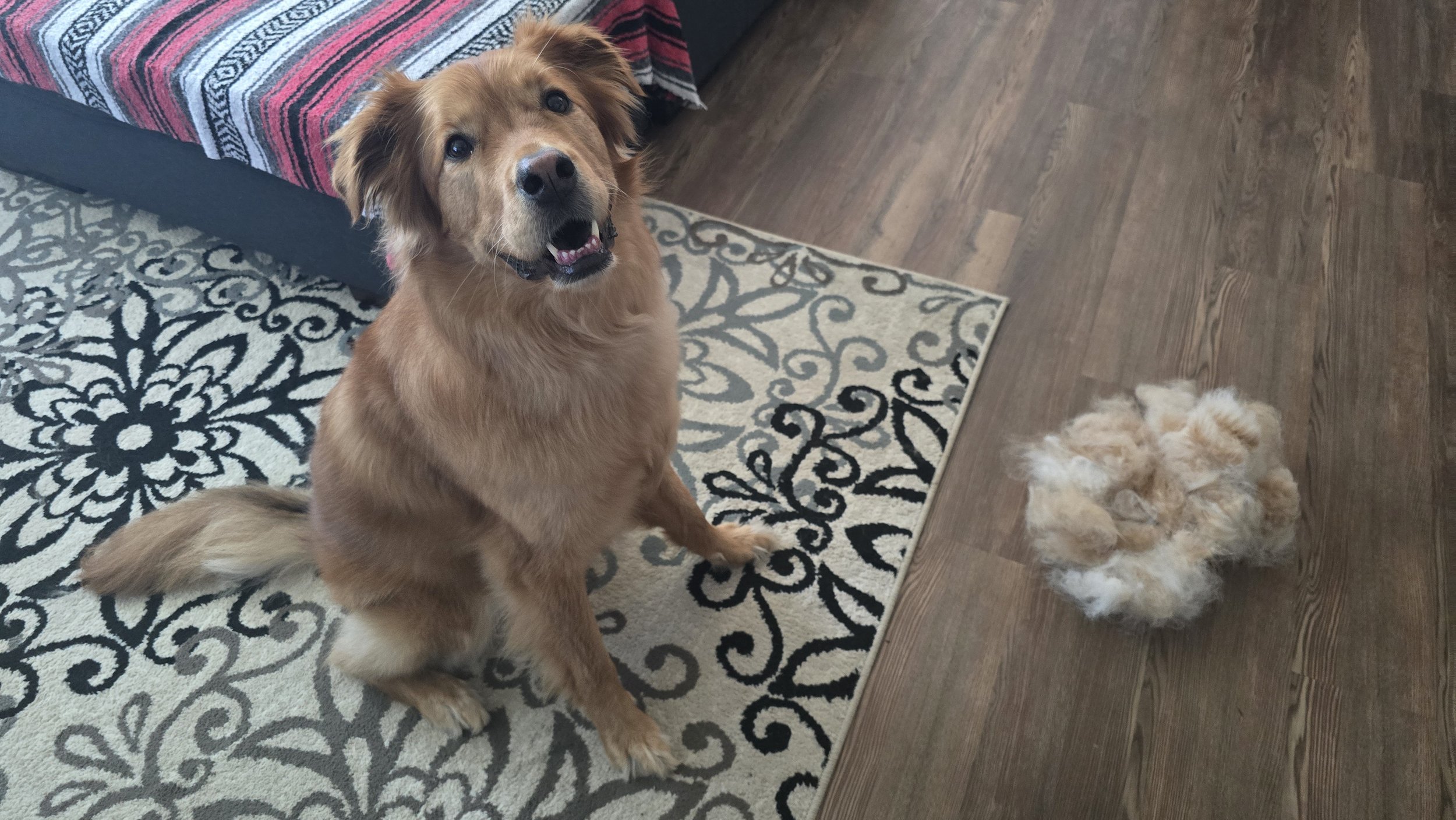 This is Kopi, my golden retriever mix