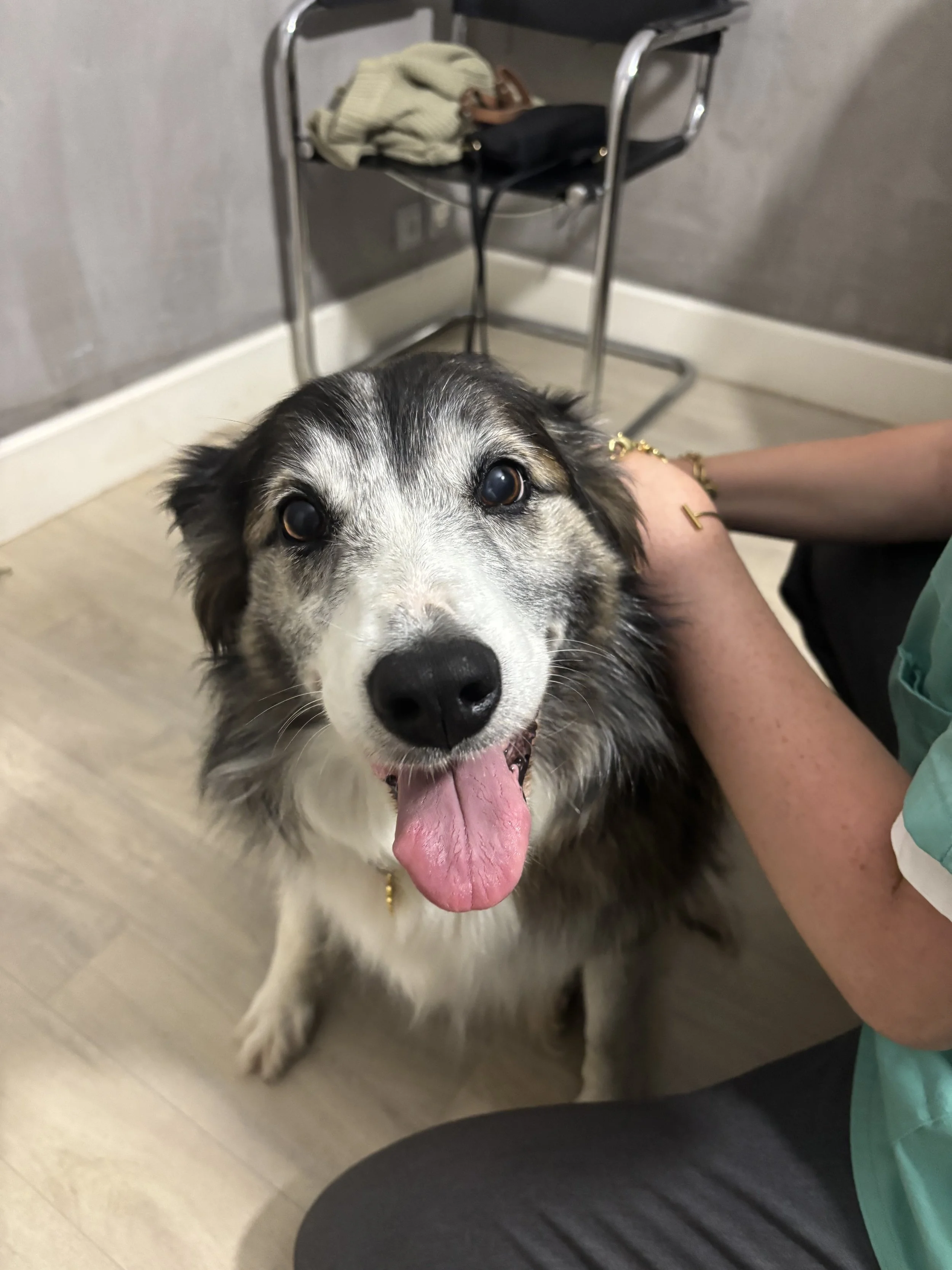 Un chien de race berger australien avec le museau en premier plan, bouche ouverte, langue sortie, regardant vers l'appareil photo, assis sur le sol à côté d'une personne en tenue médicale.