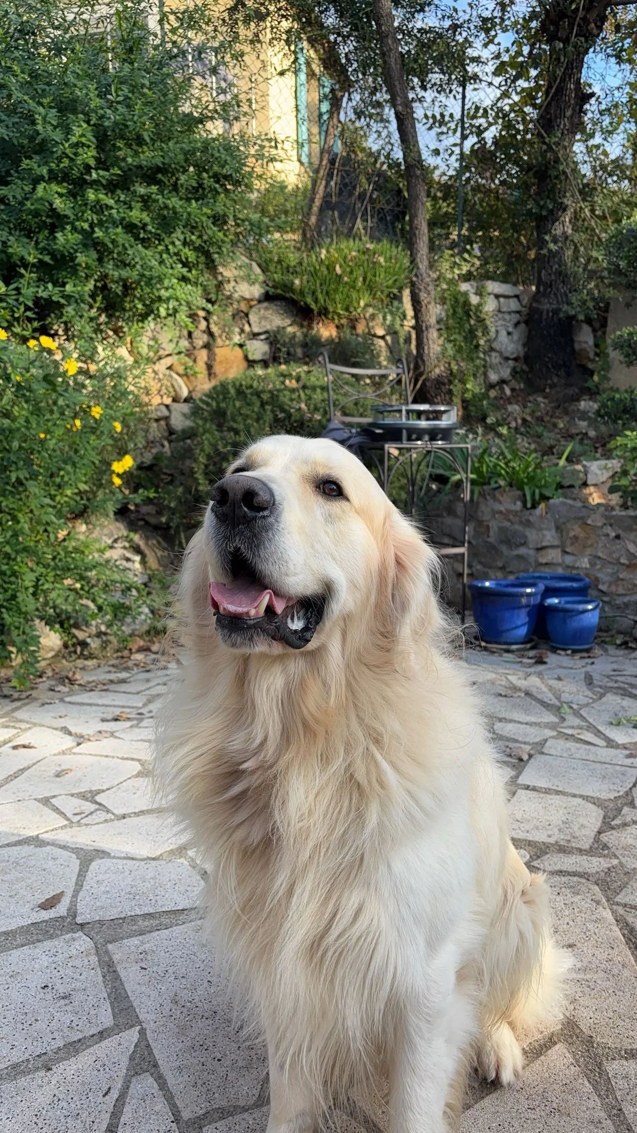 Un chien de race Golden Retriever assis sur un patio en pierre, souriant avec la langue légèrement sortie. En arrière-plan, il y a des buissons, des arbres et des pots en terre cuite bleus.