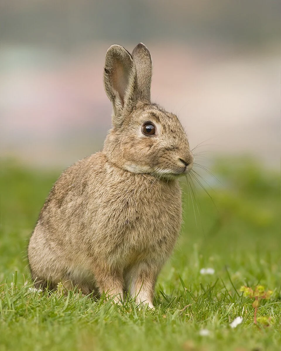 Un lapin assis sur de l'herbe verte dans un environnement naturel.