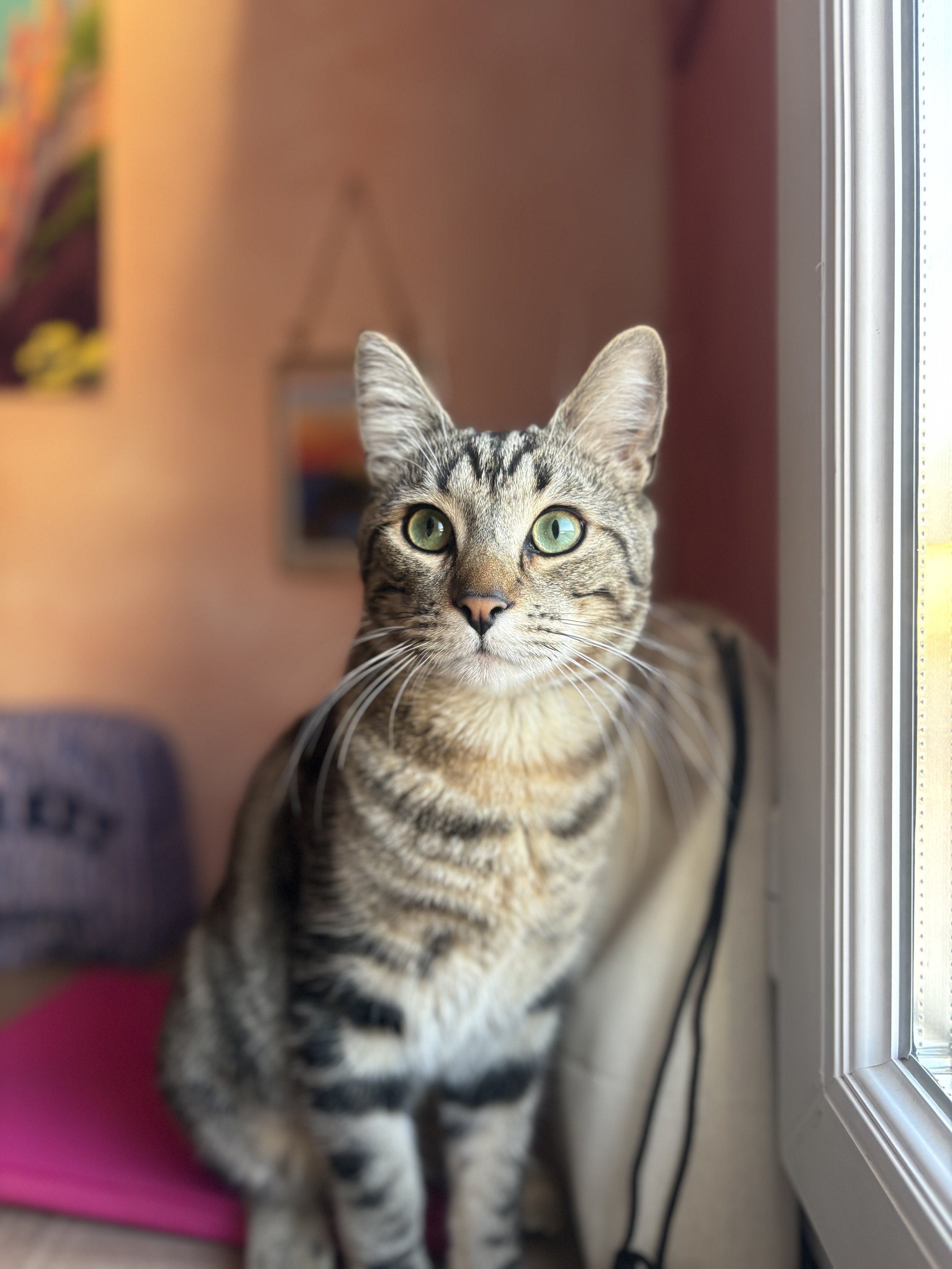 Un chat tigré avec des yeux verts regarde devant lui près d'une fenêtre, à l'intérieur d'une pièce.