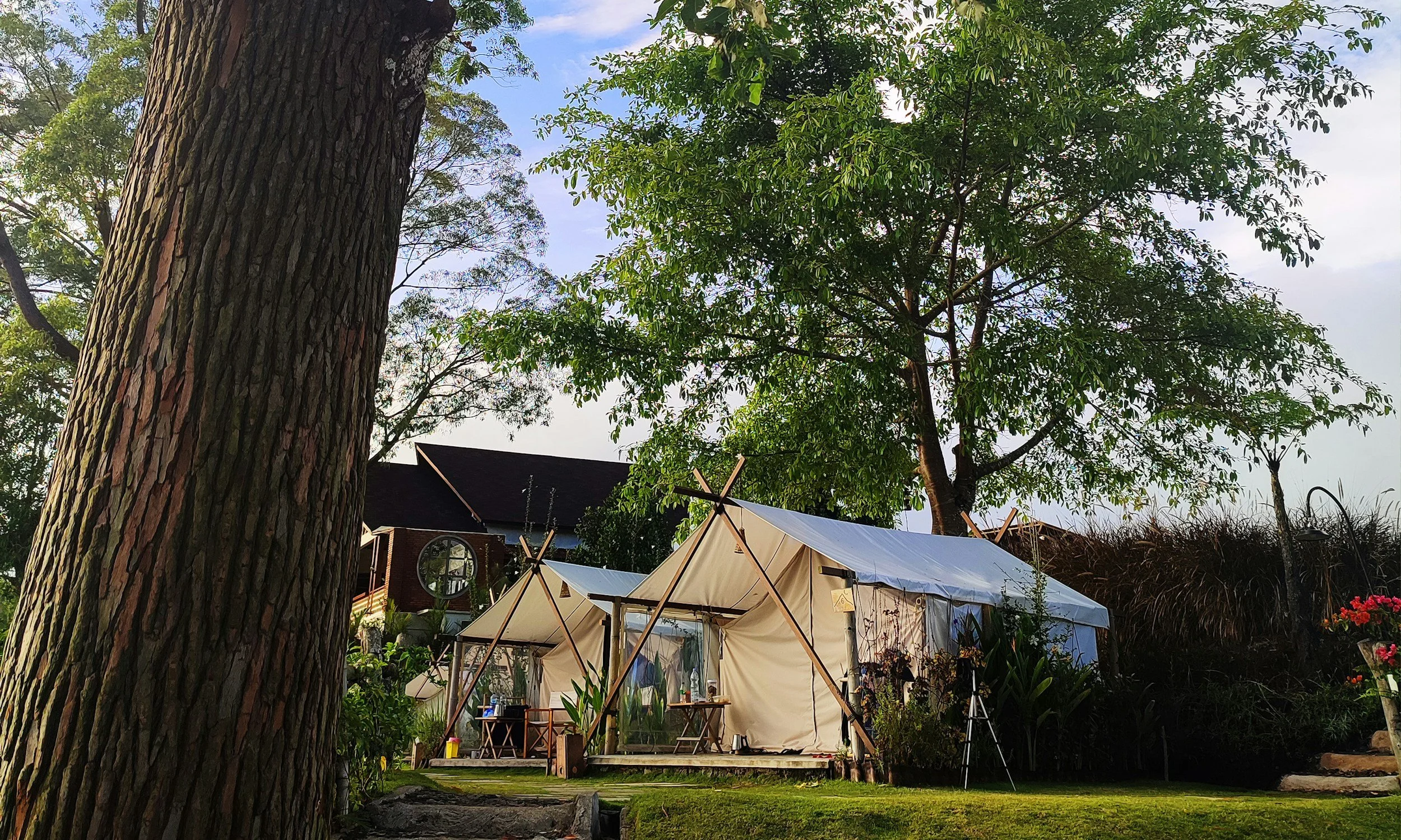 A backyard scene with a large tree, a house in the background, and a white tent in the yard, possibly set up for an outdoor event.