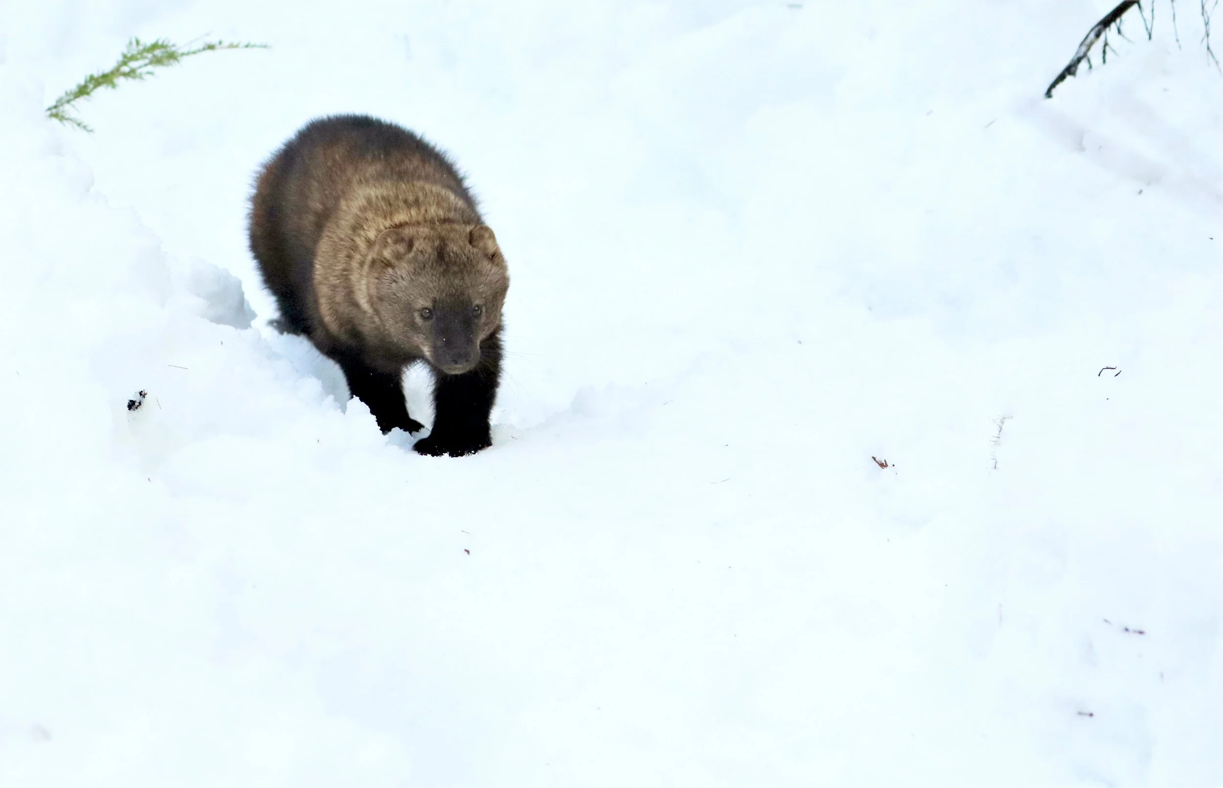 A honey badger walking through snow in a winter landscape.