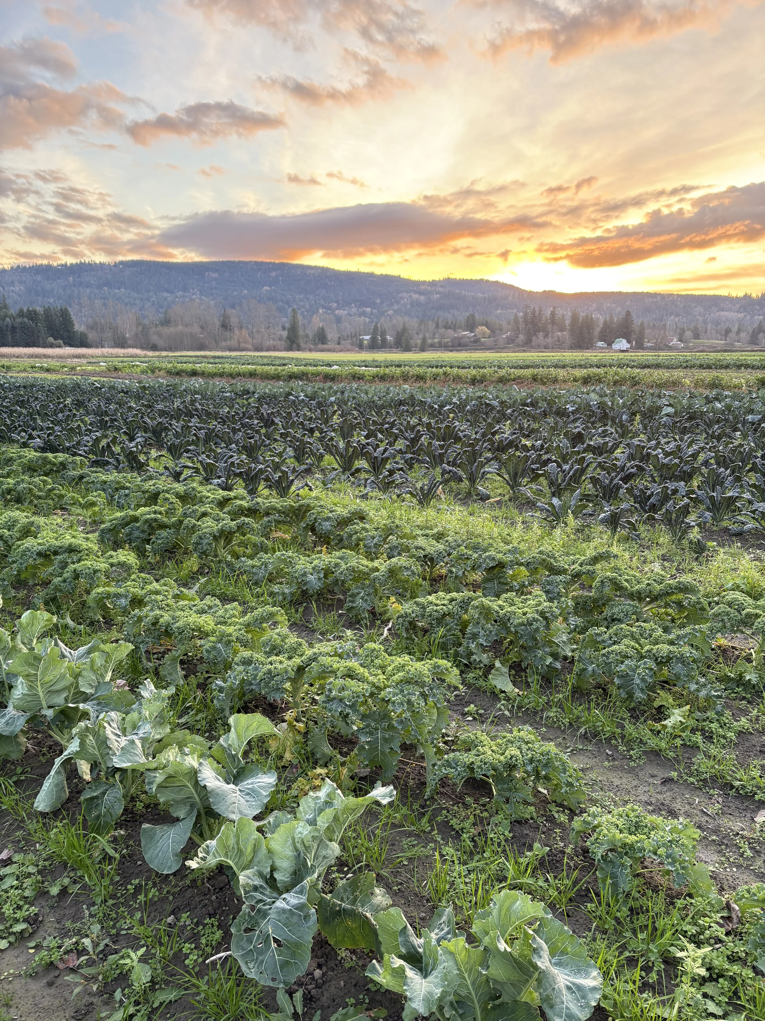 A farm field with rows of leafy green vegetables under a partly cloudy sunset sky, mountains in the background.