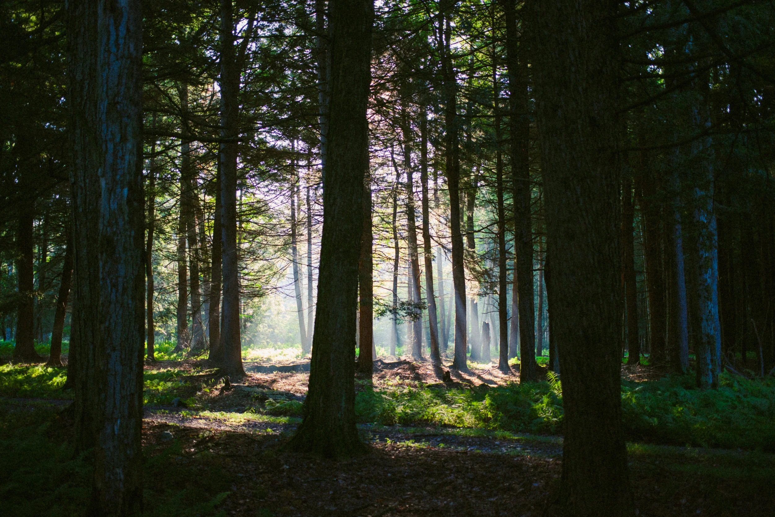 A dense forest with tall trees and sunlight filtering through the branches, creating a serene and peaceful atmosphere.