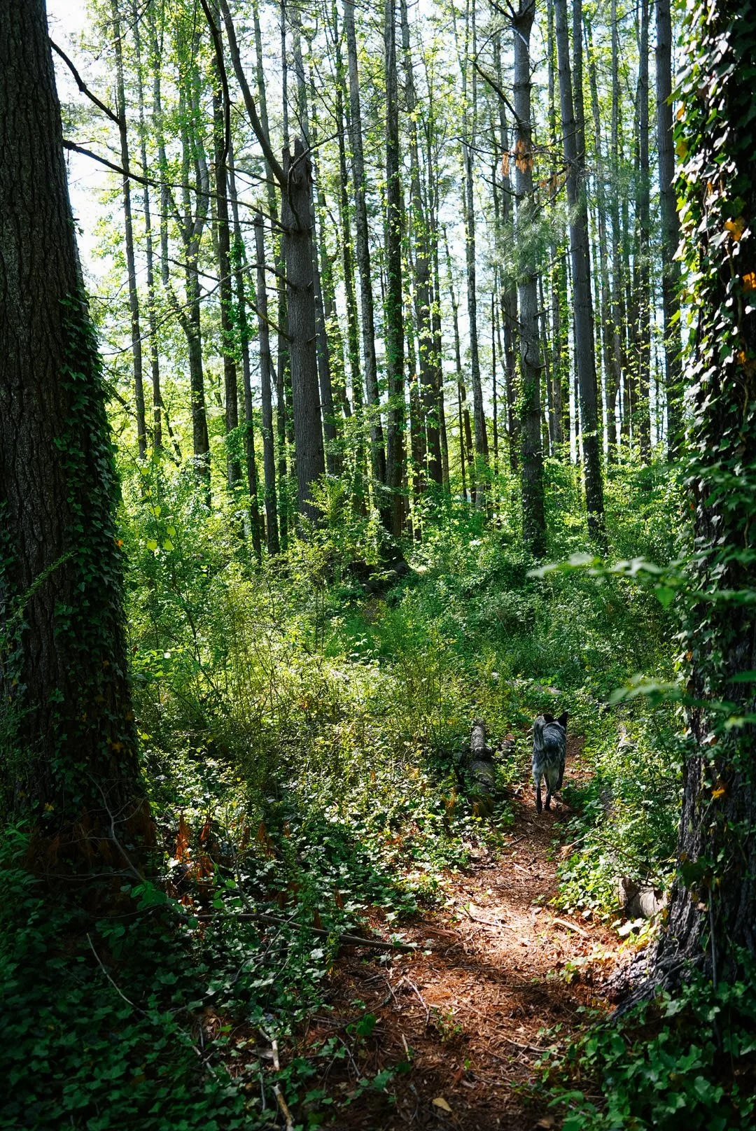 A forest scene with tall trees, green foliage, and a dirt trail. A black and white dog is walking along the trail.